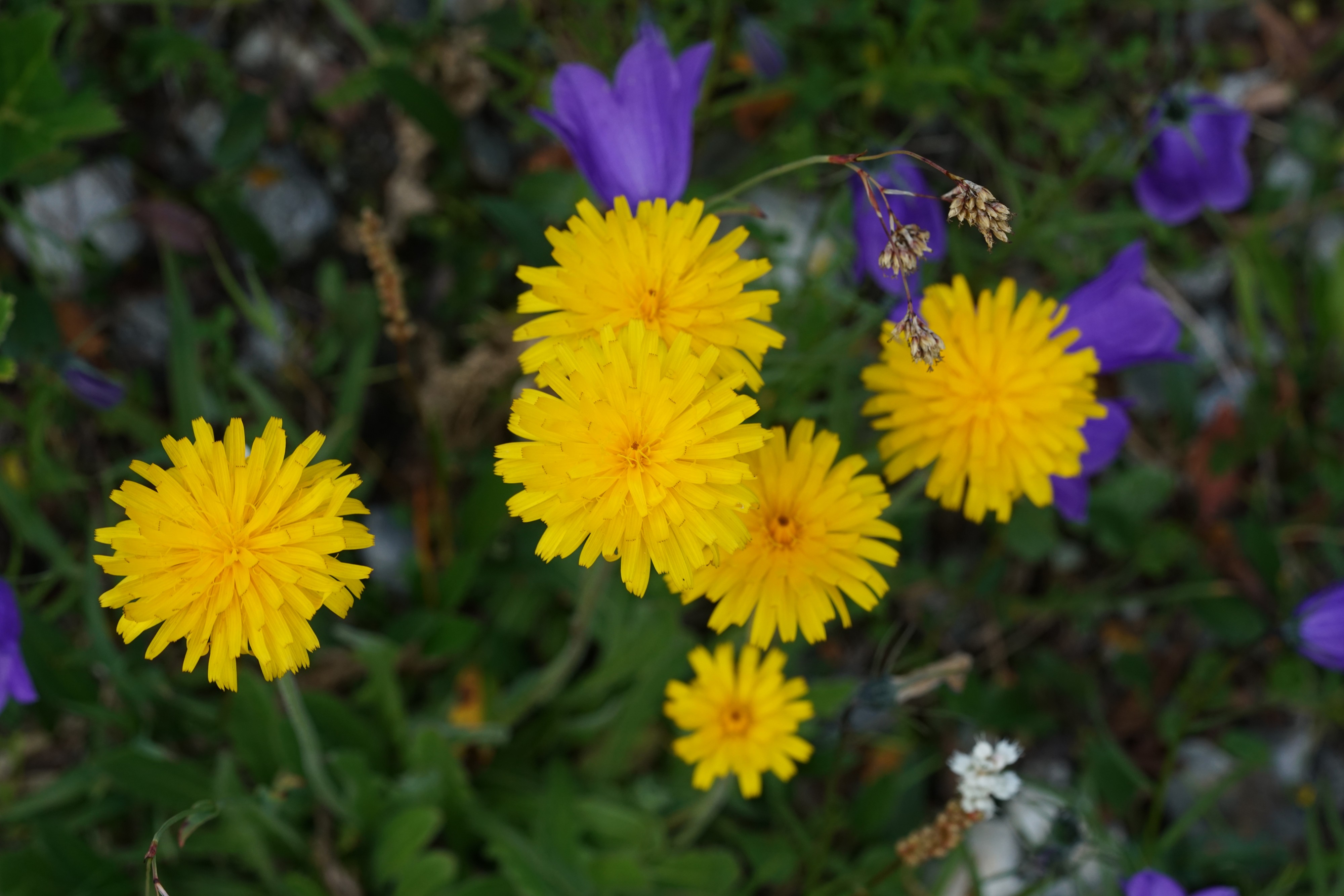 Dandelion-like Flowers - Alpine Flora