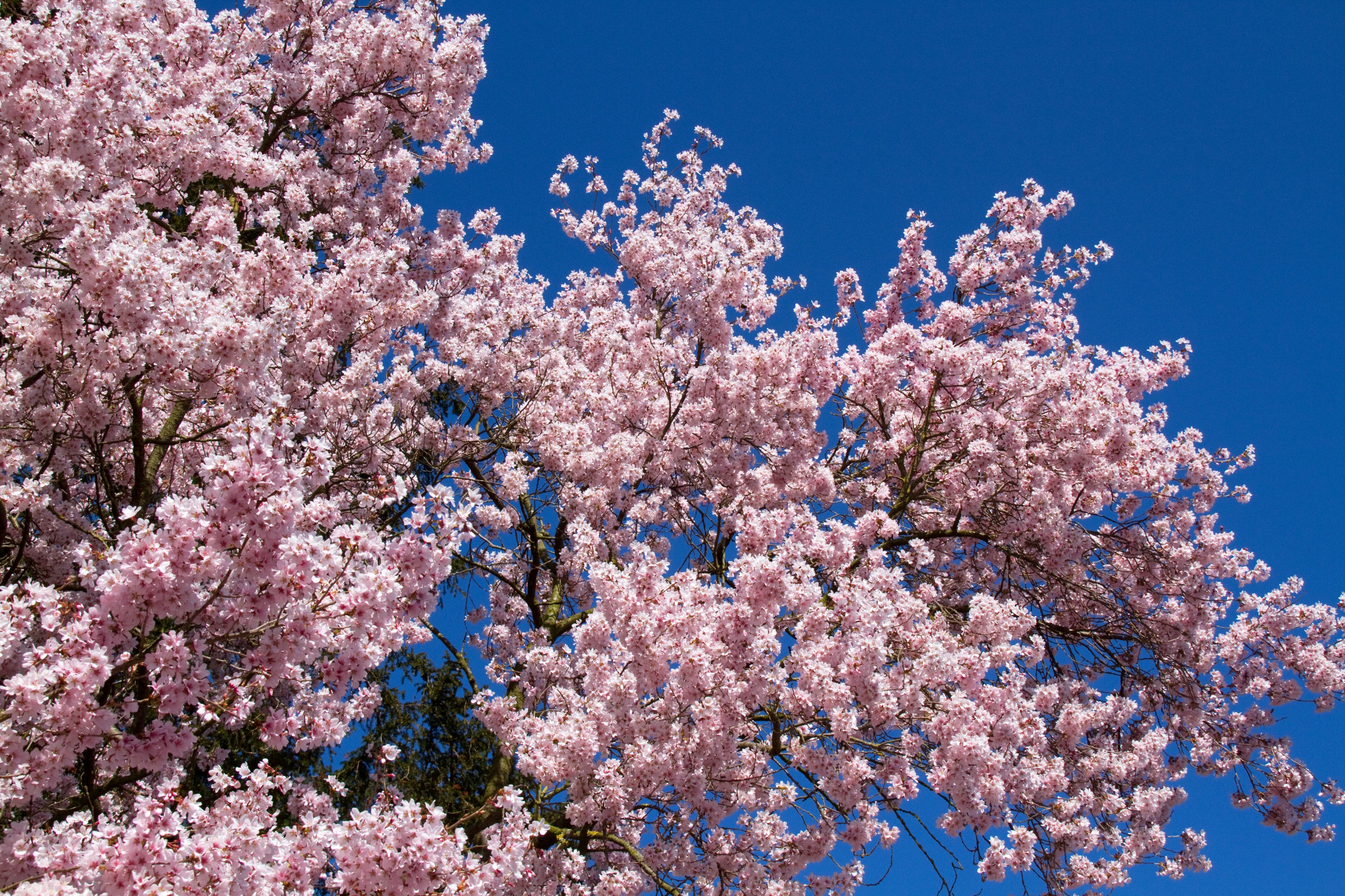 Flowering Cherry (7022218029)