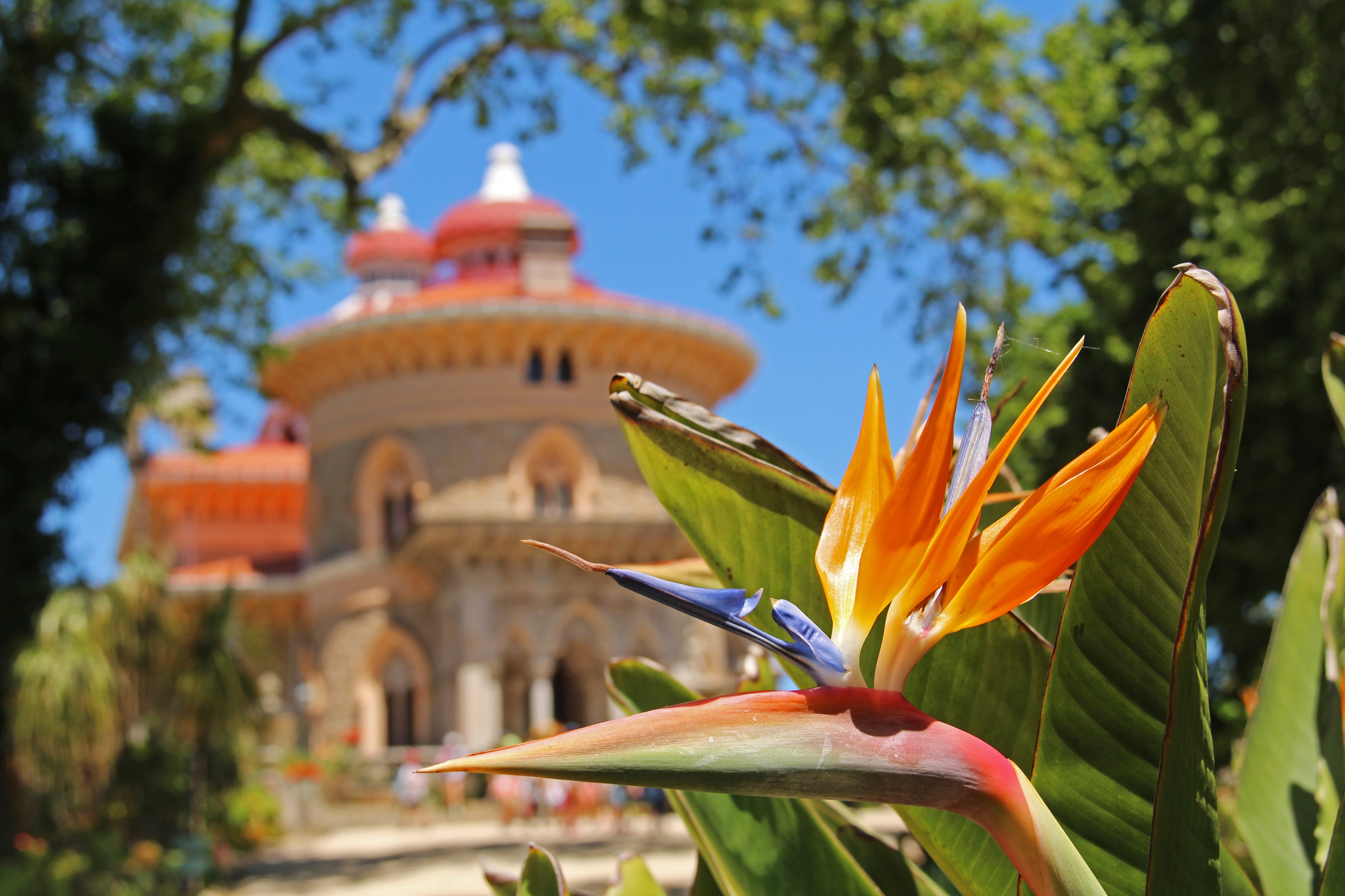 Gardens outside the Palace of Monserrate in Sintra (27998693116)