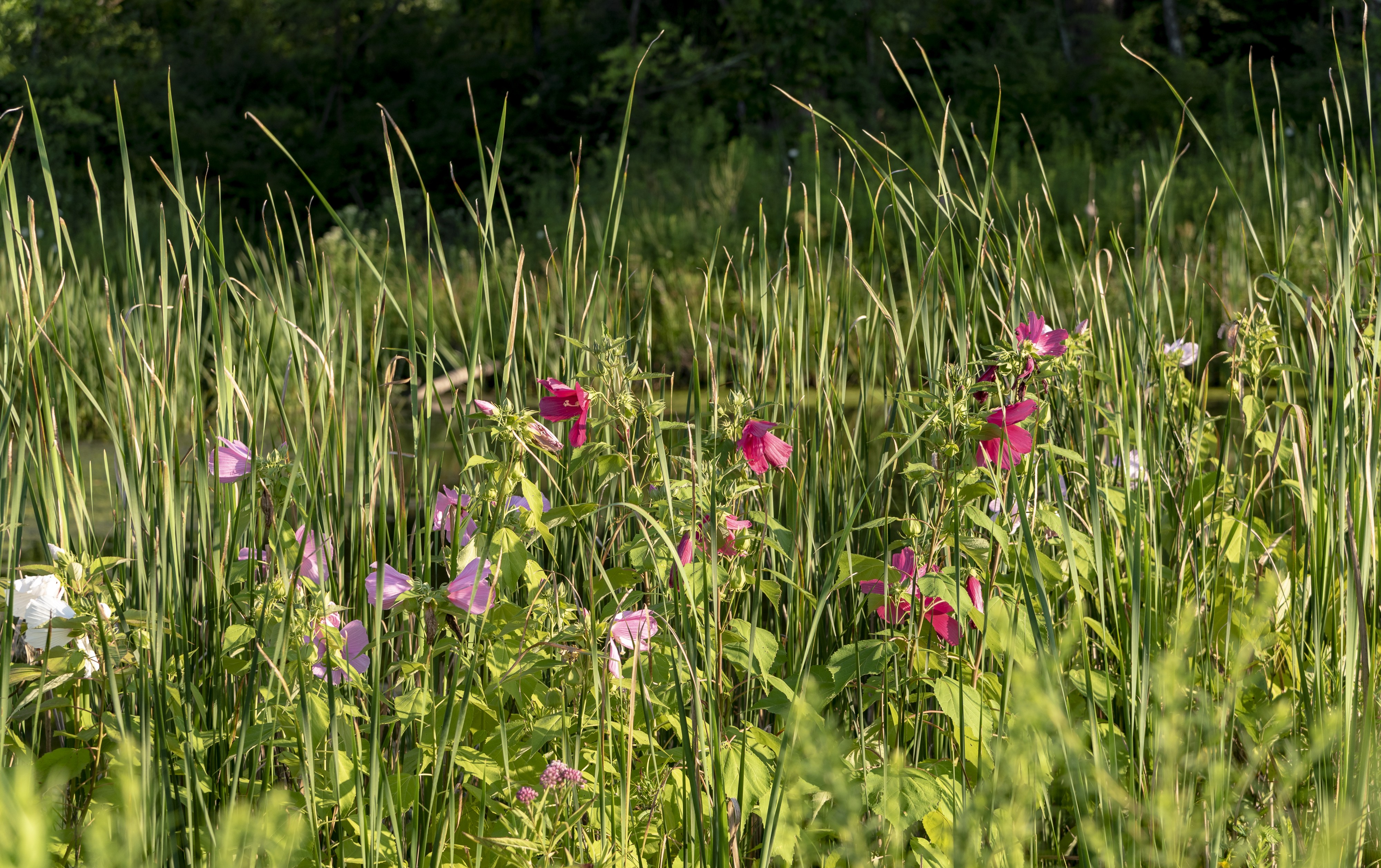 Hibiscus moscheutos in the wetlands 1