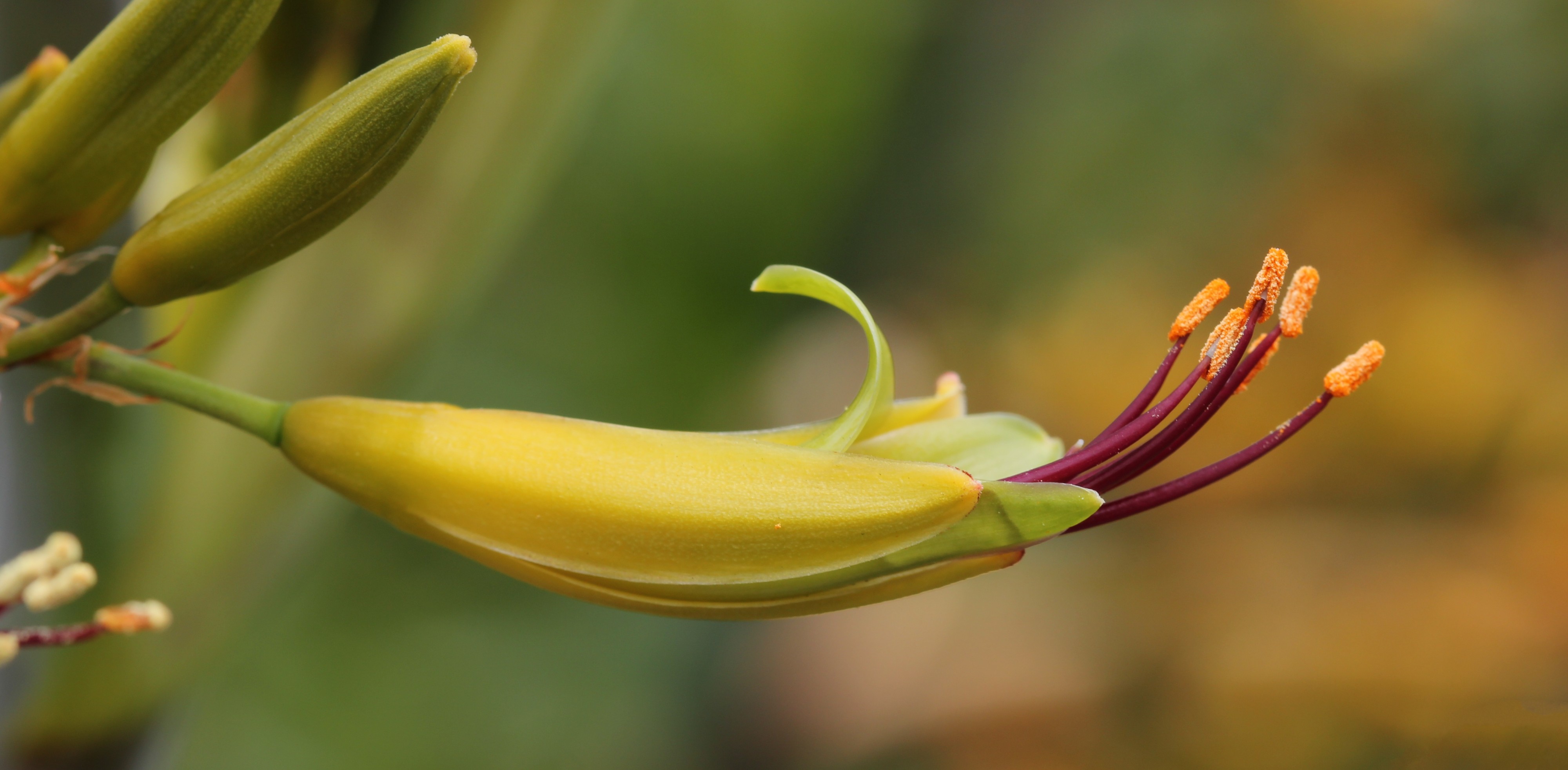 Mountain flax flower (Phormium cookianum) 2