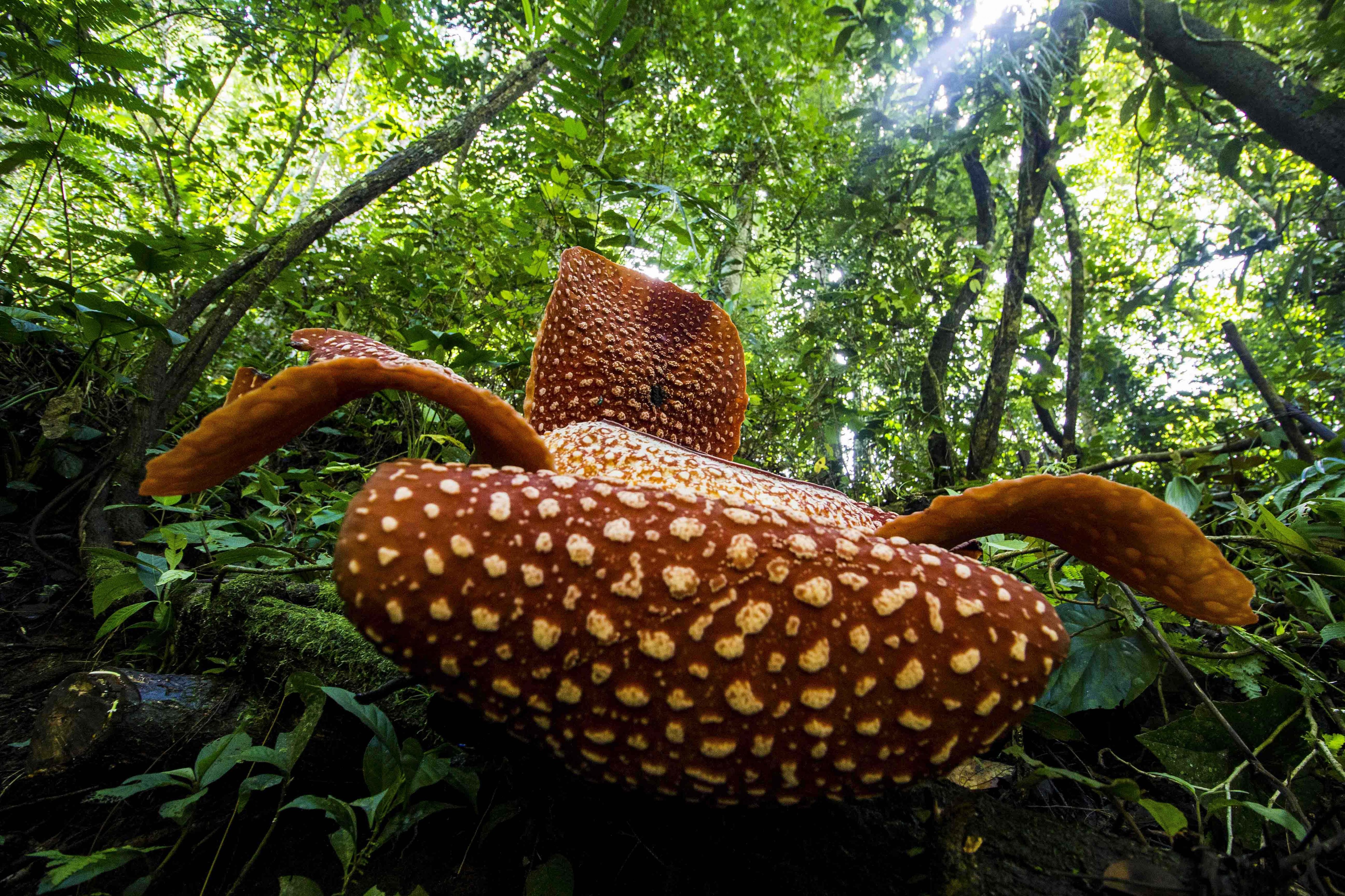 Rafflesia arnoldii Bengkulu 03