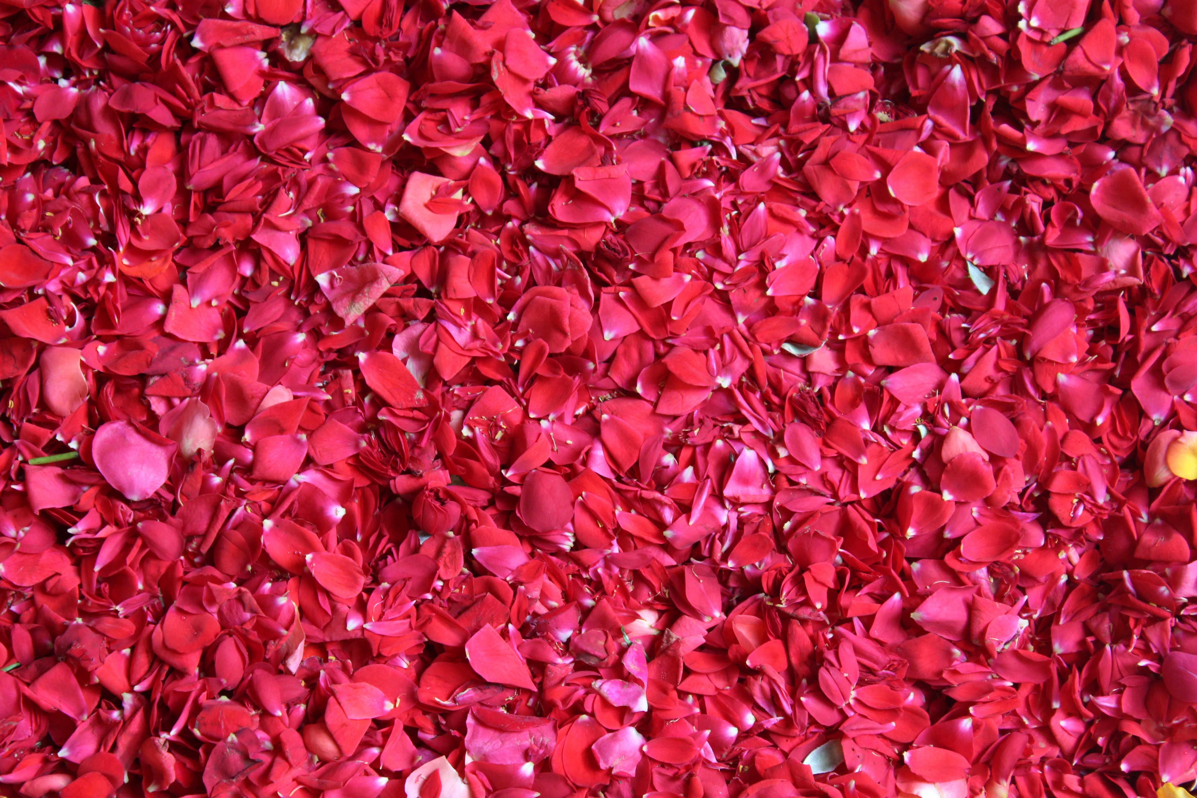 Rose petals for pookkalam 4