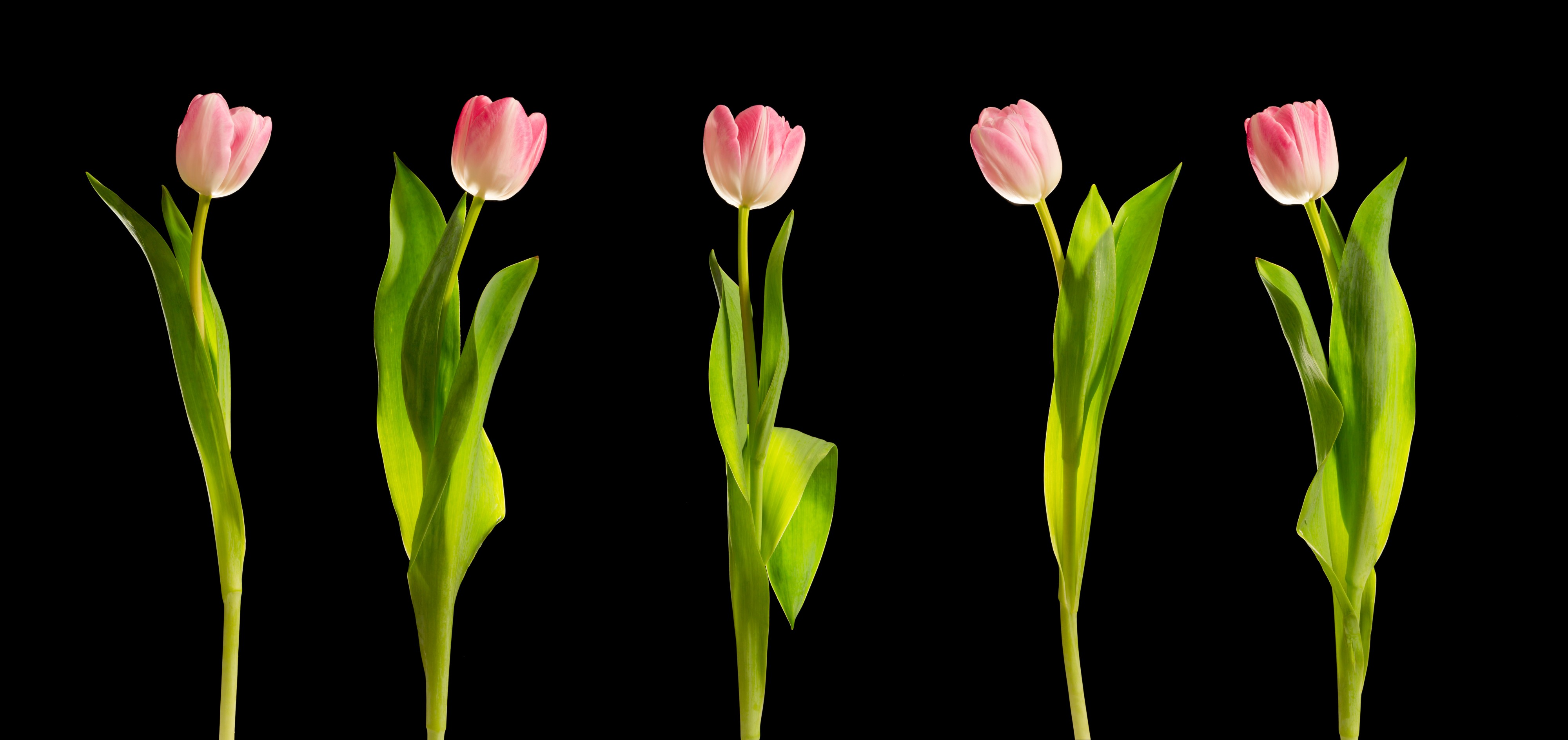 Tulips (5527086301)