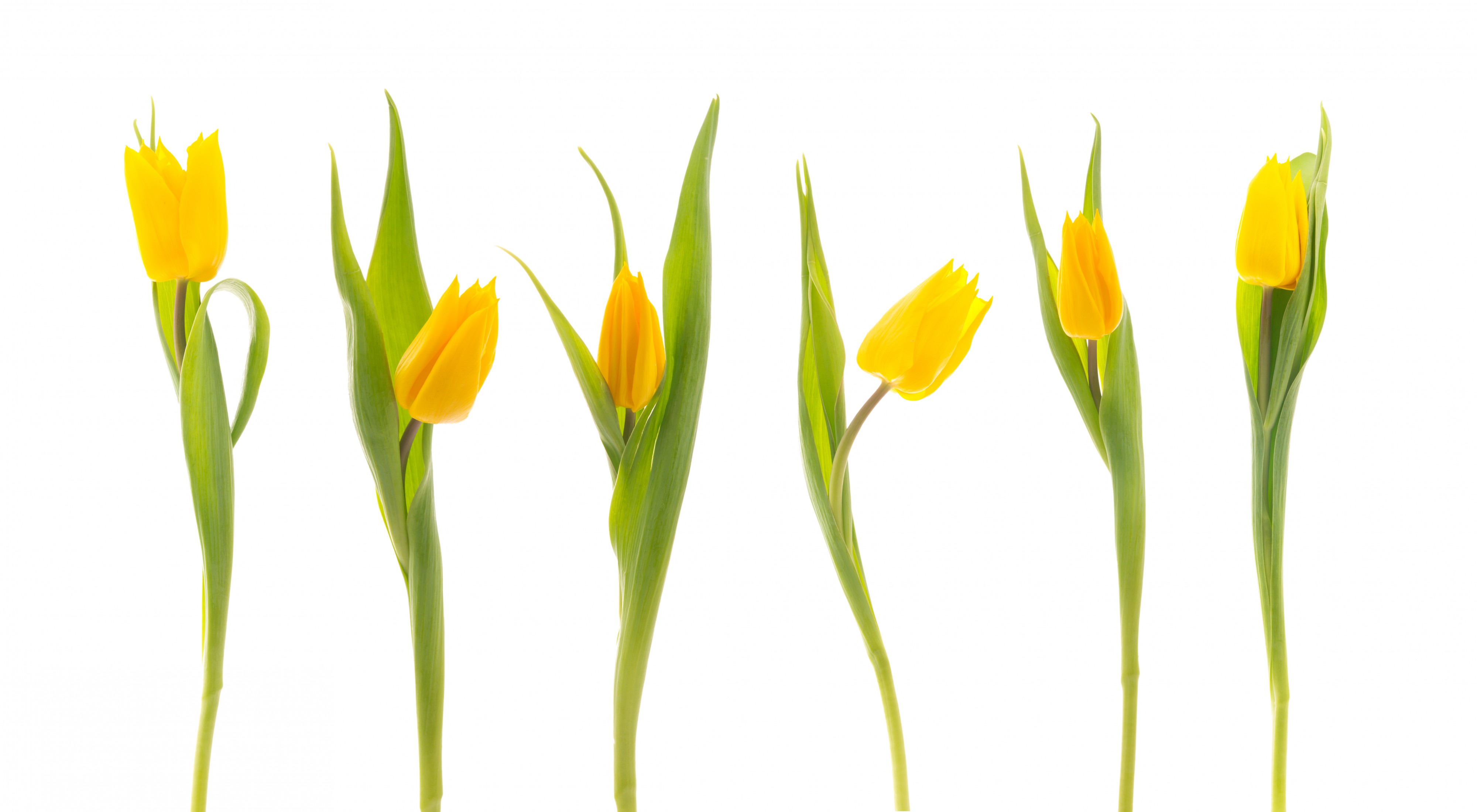 Tulips (5527089753)