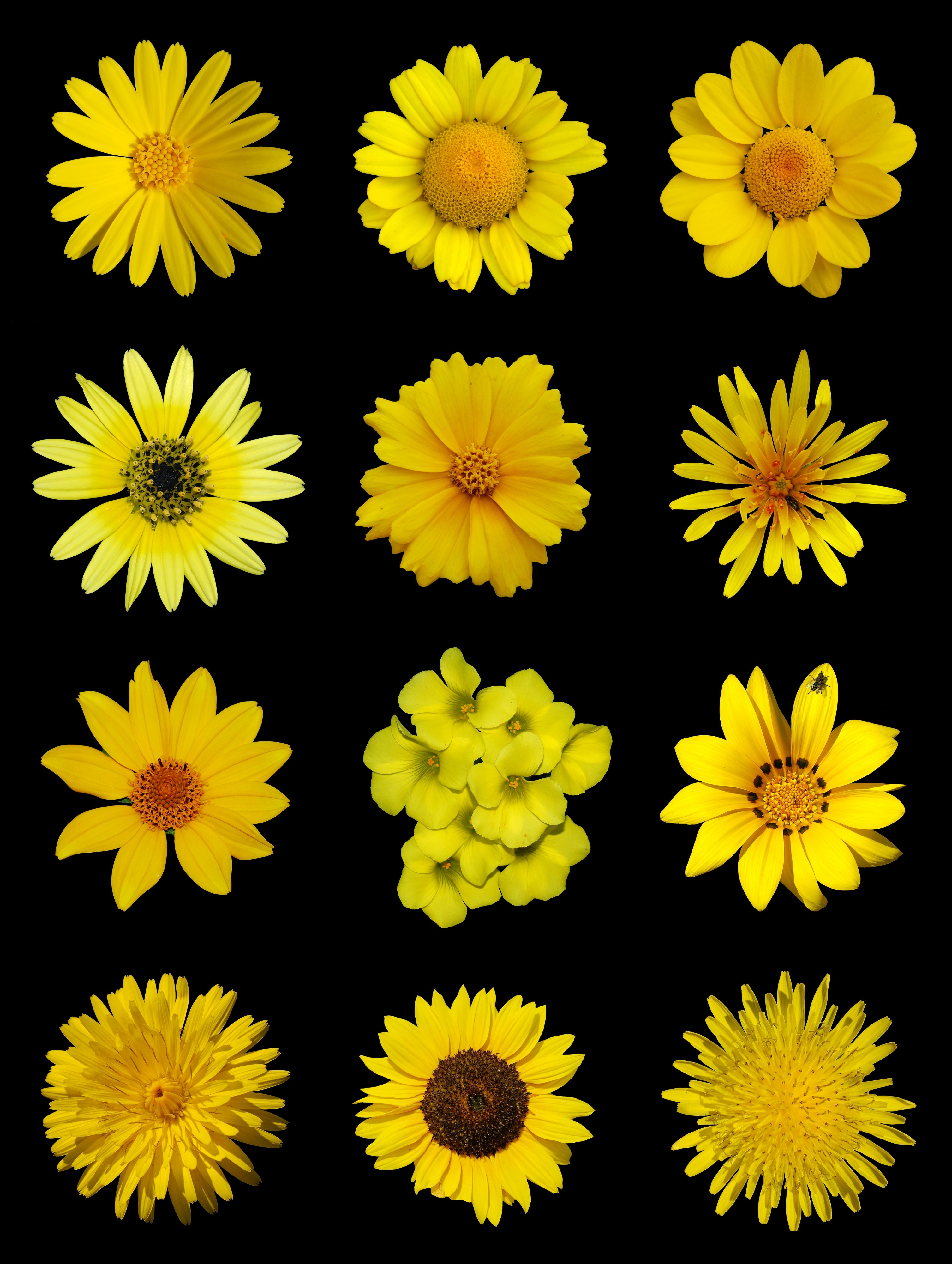 Yellow flowers a