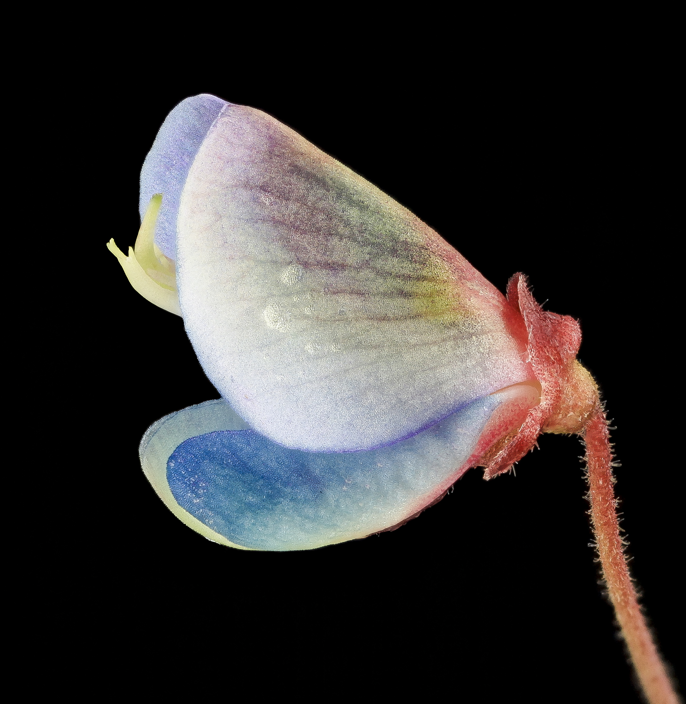 Ticktrefoil flower with dew 1, MD, PG County 2013-08-20-12.32.41 ZS PMax (9555697459)