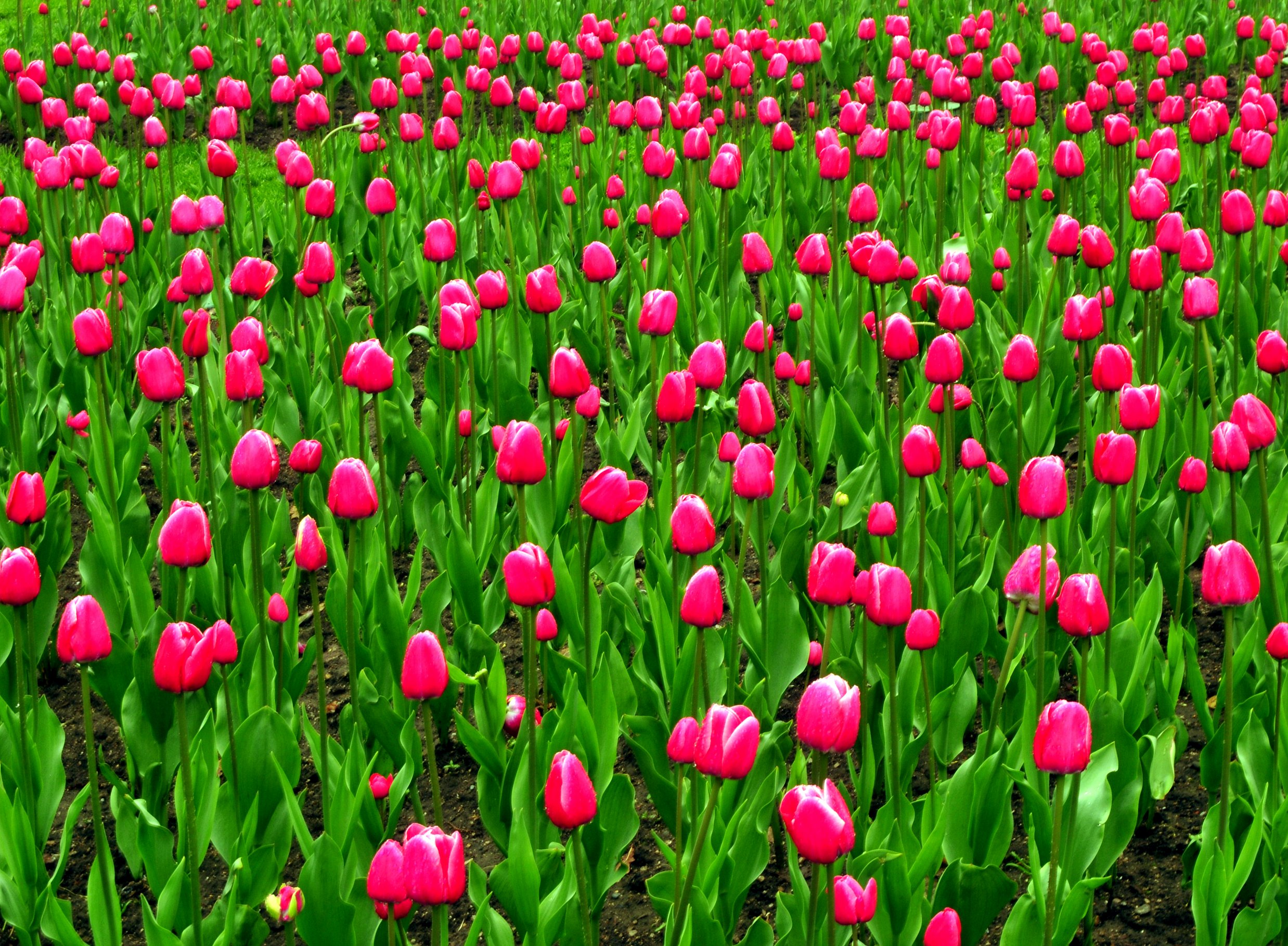 Toronto tulips May 2011