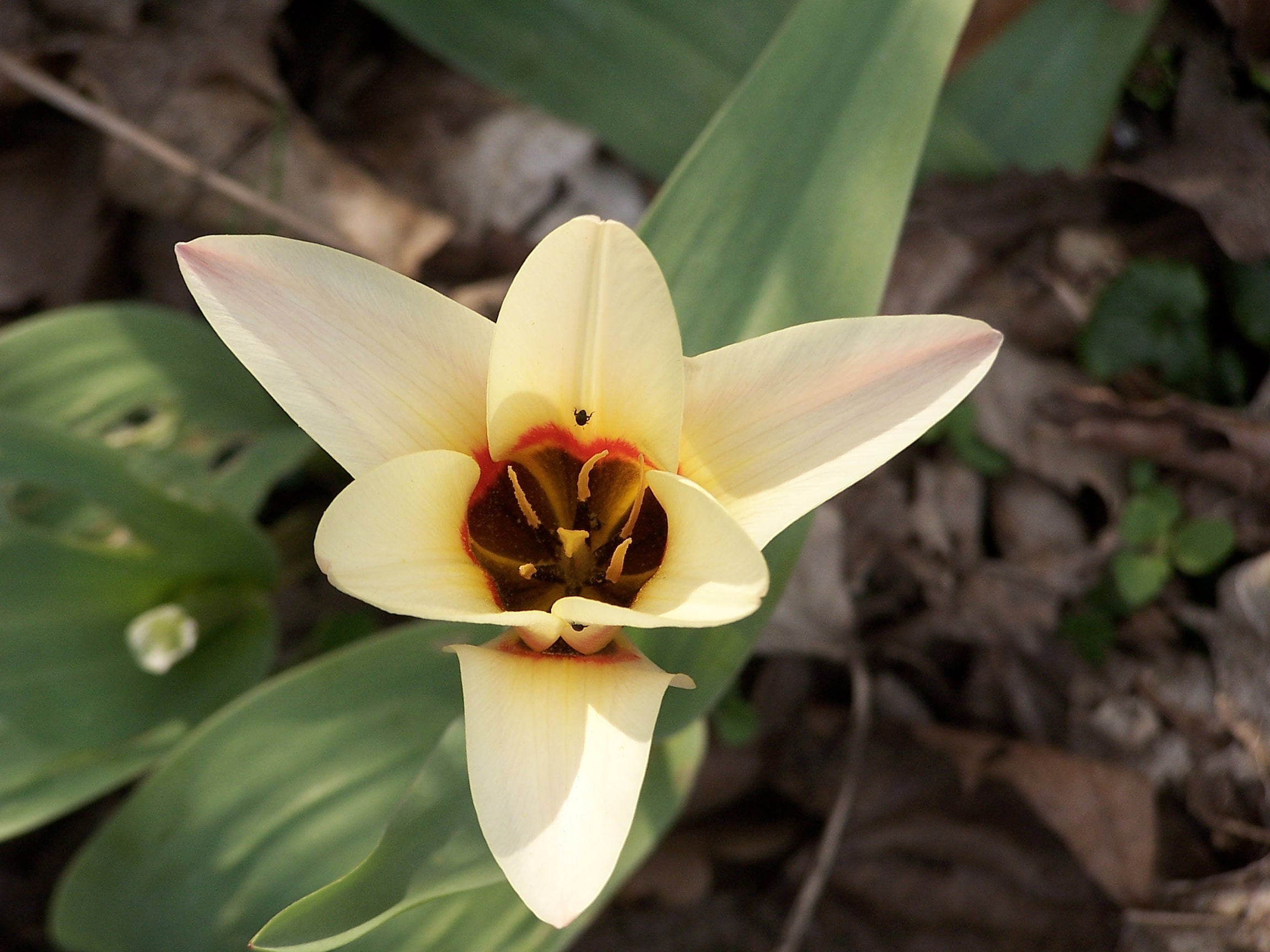 Tulipa (2)