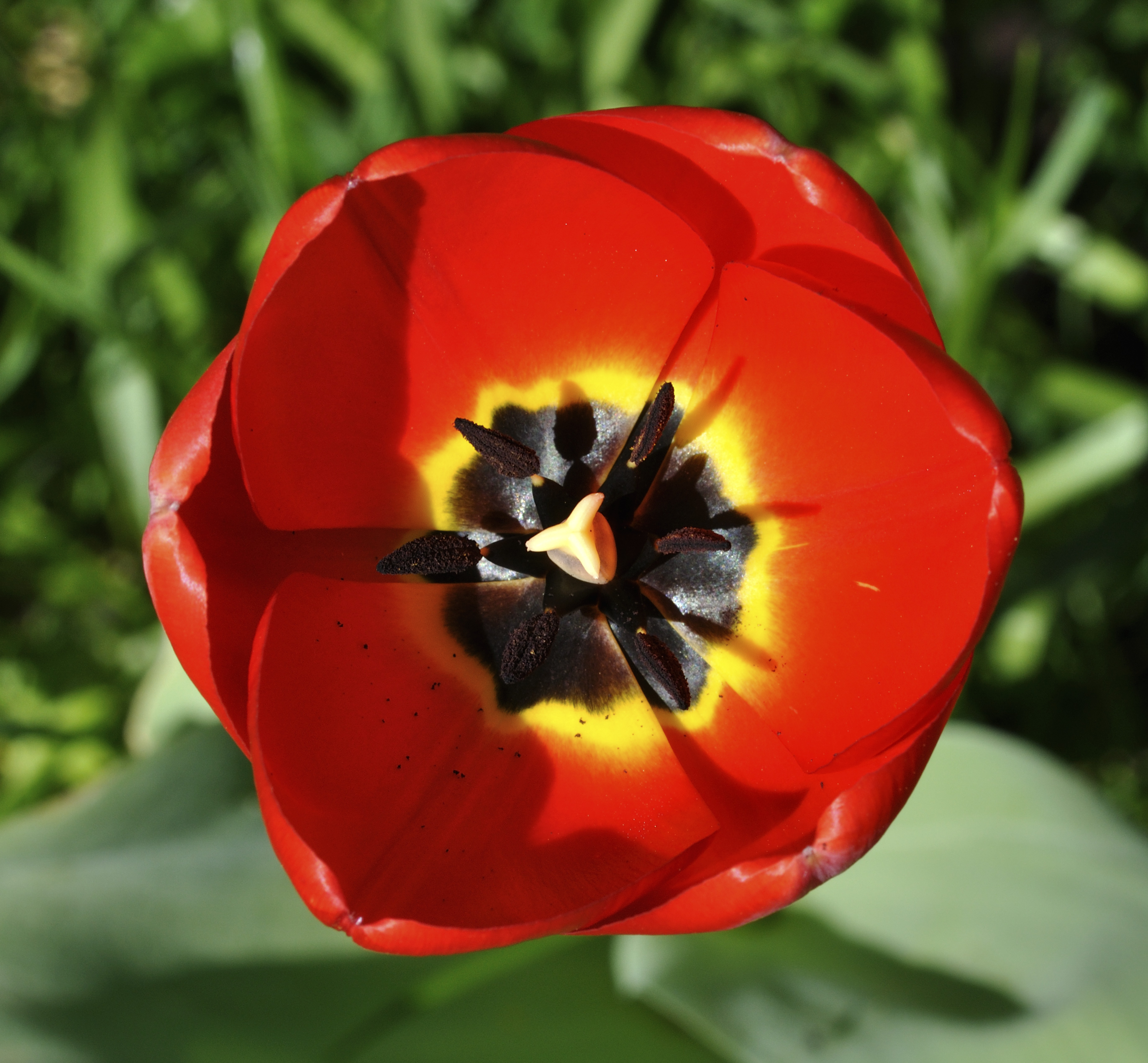 Tulipa qtl1