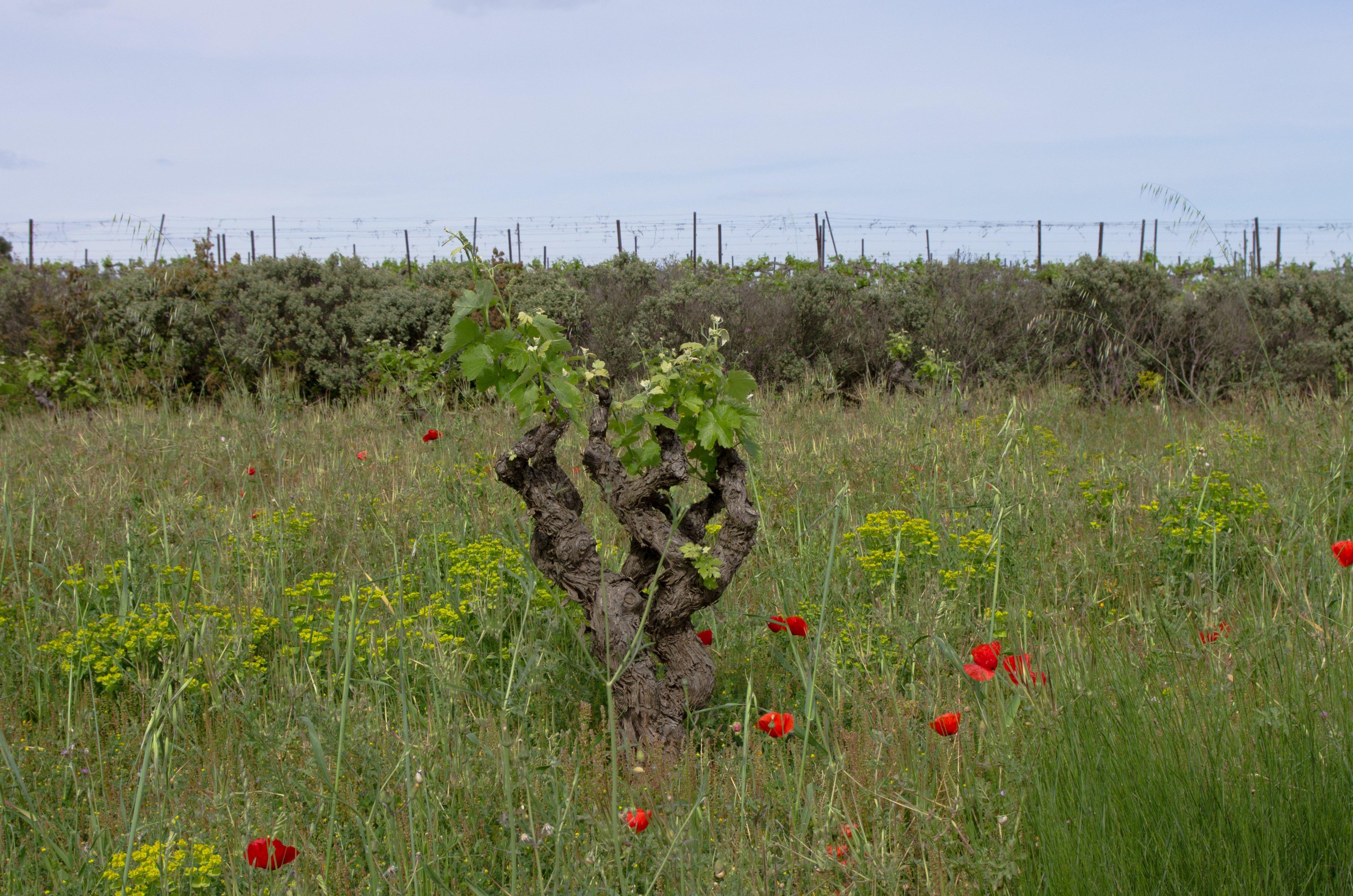 Vitis vinifera and Papaver rhoeas, Castelnau-de-Guers, Hérault 02