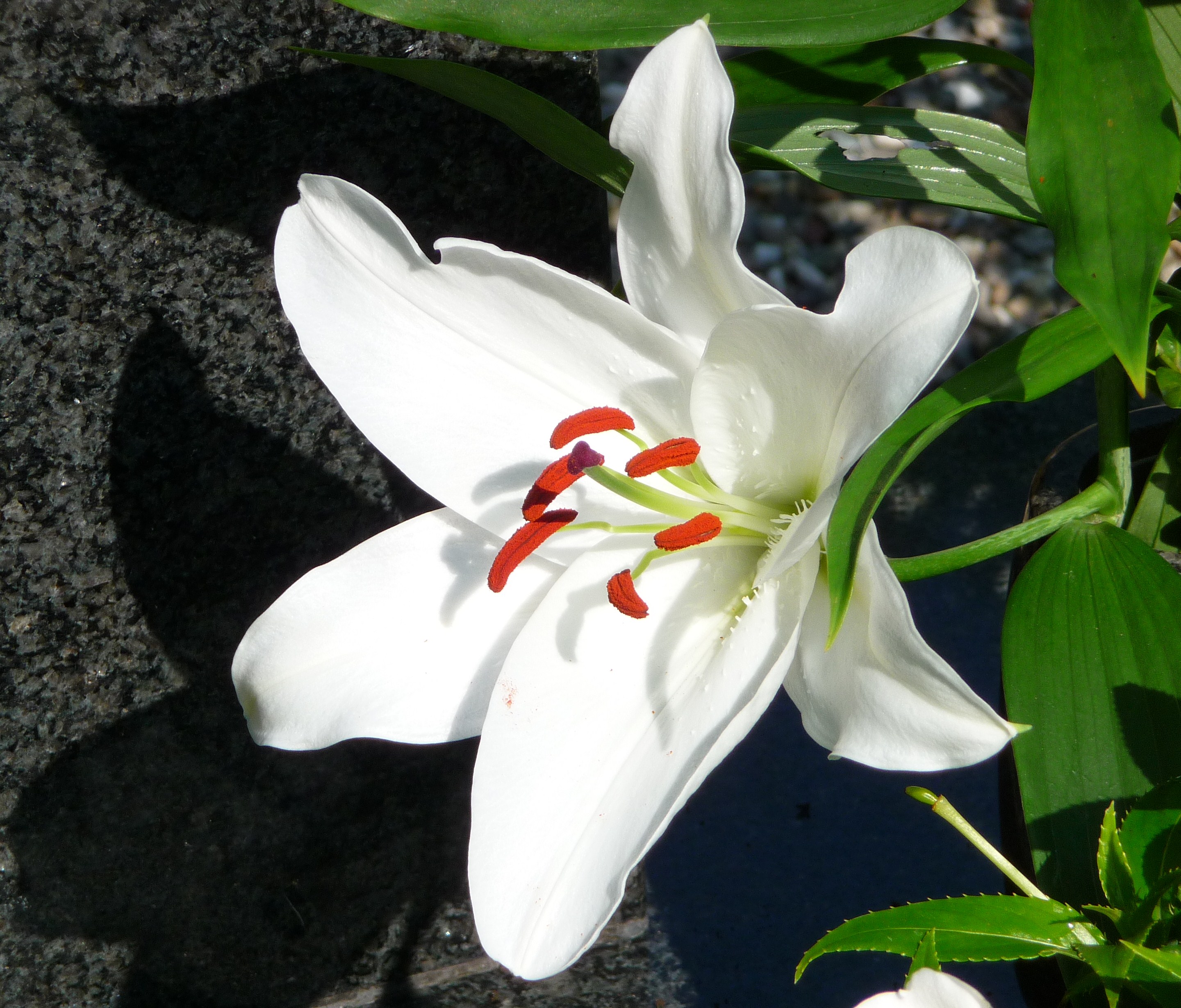 Weiße Lilienblüte