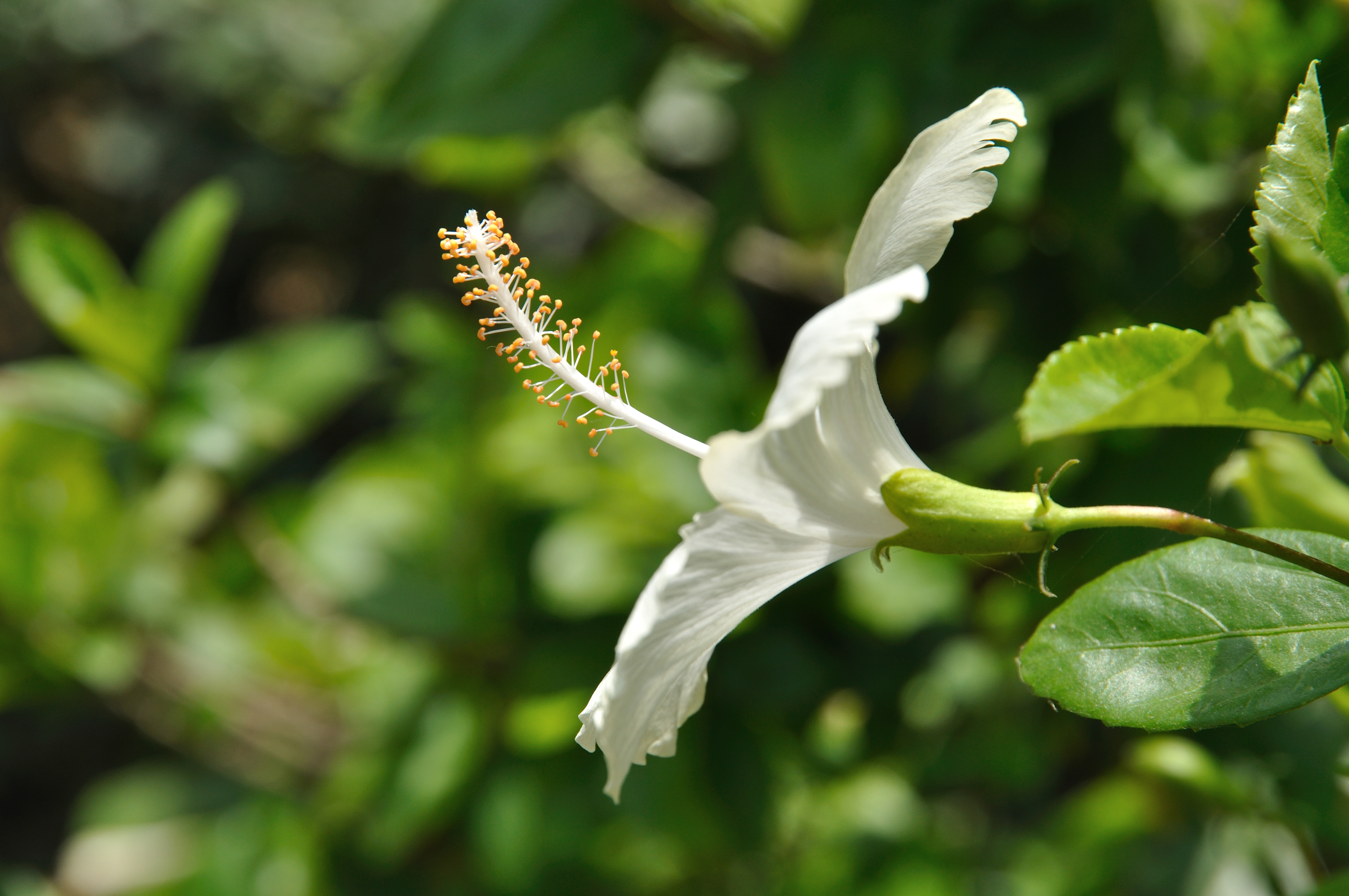 White Hibiscus 5825