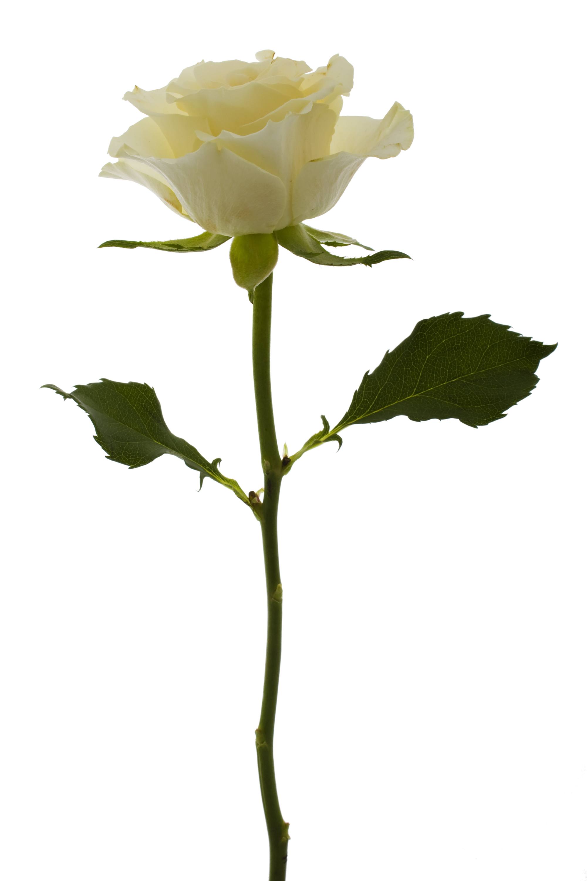 White Rose (5469345311)