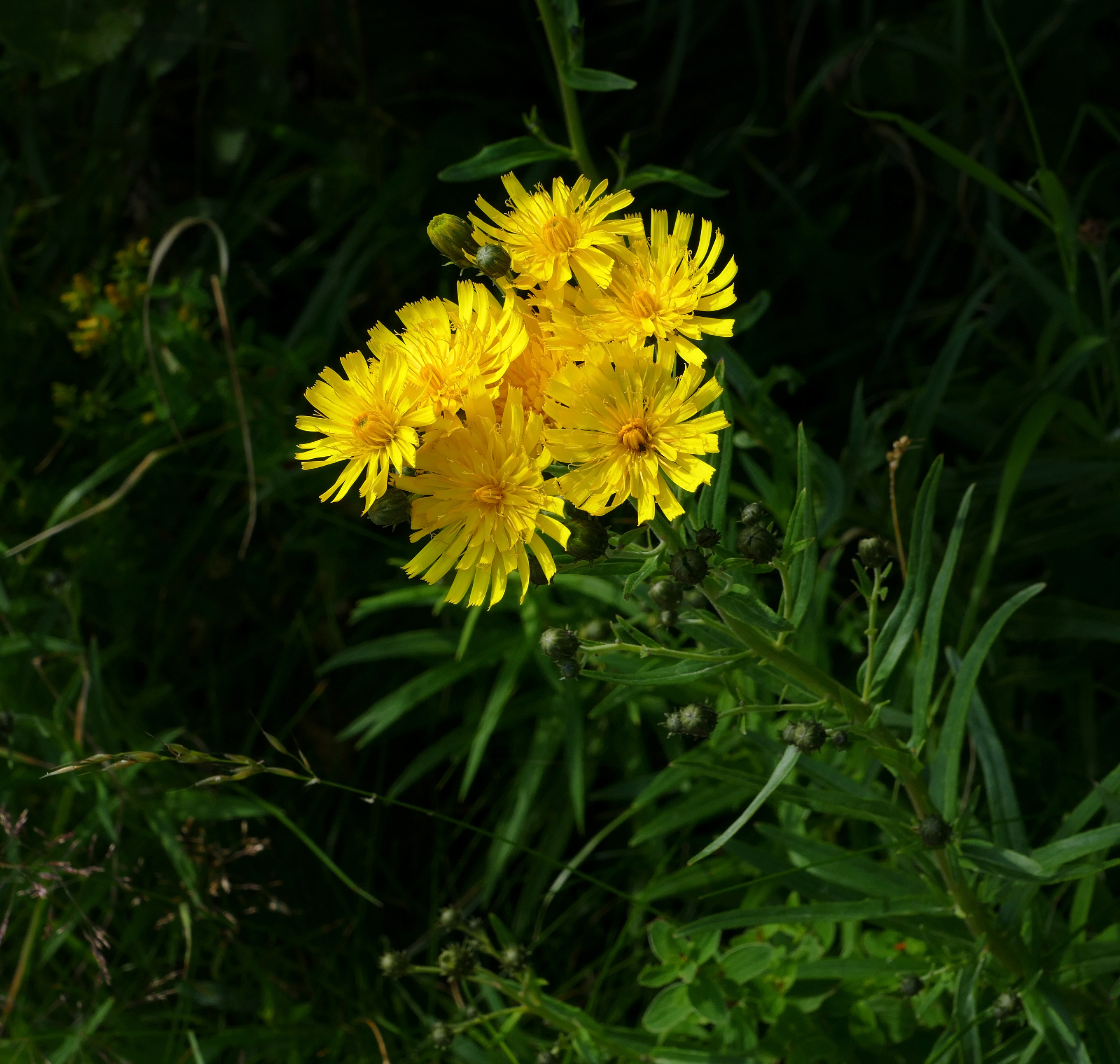 Yellow hawkweed in Gåseberg