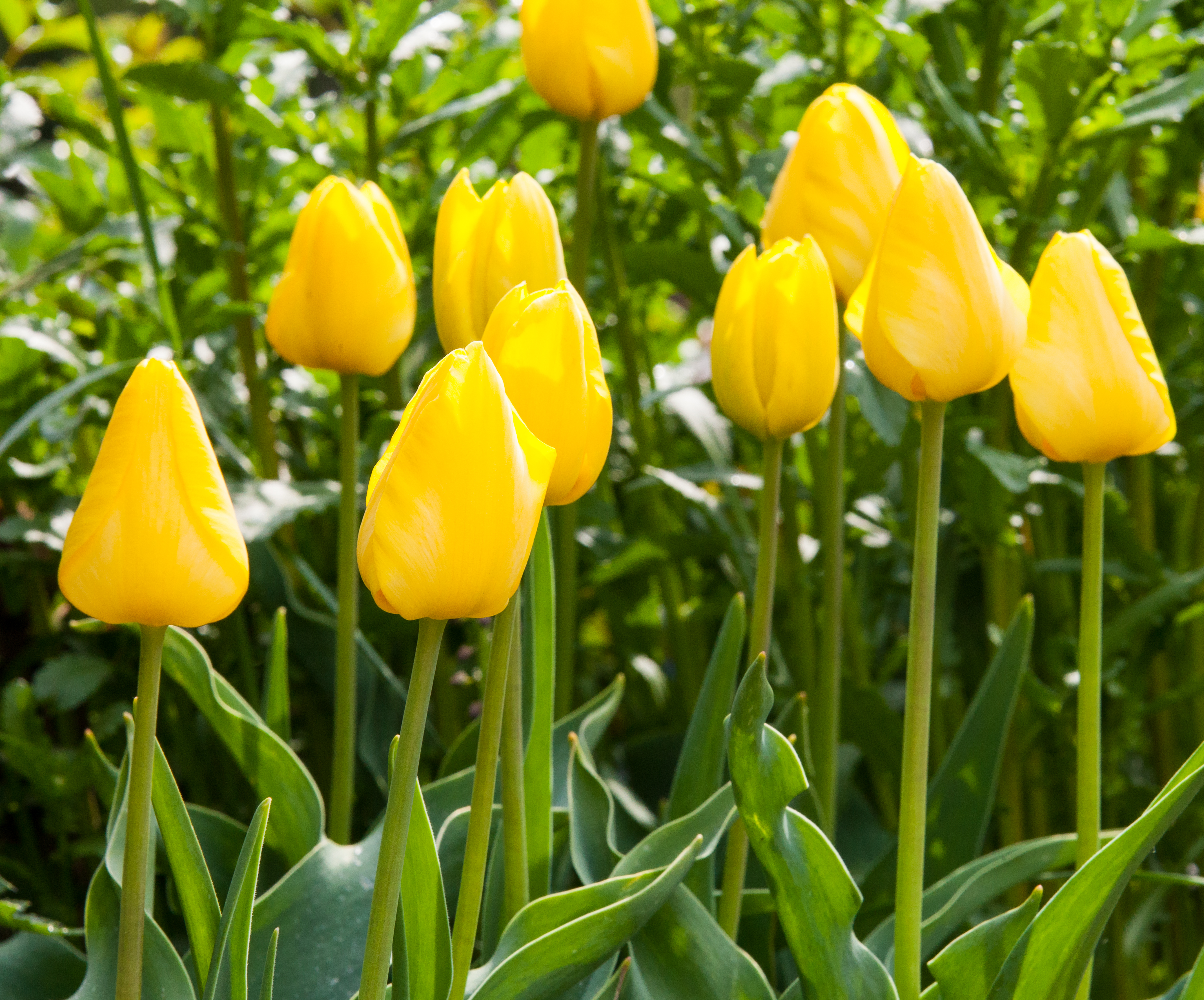 yellow tulips photographed in May 2014