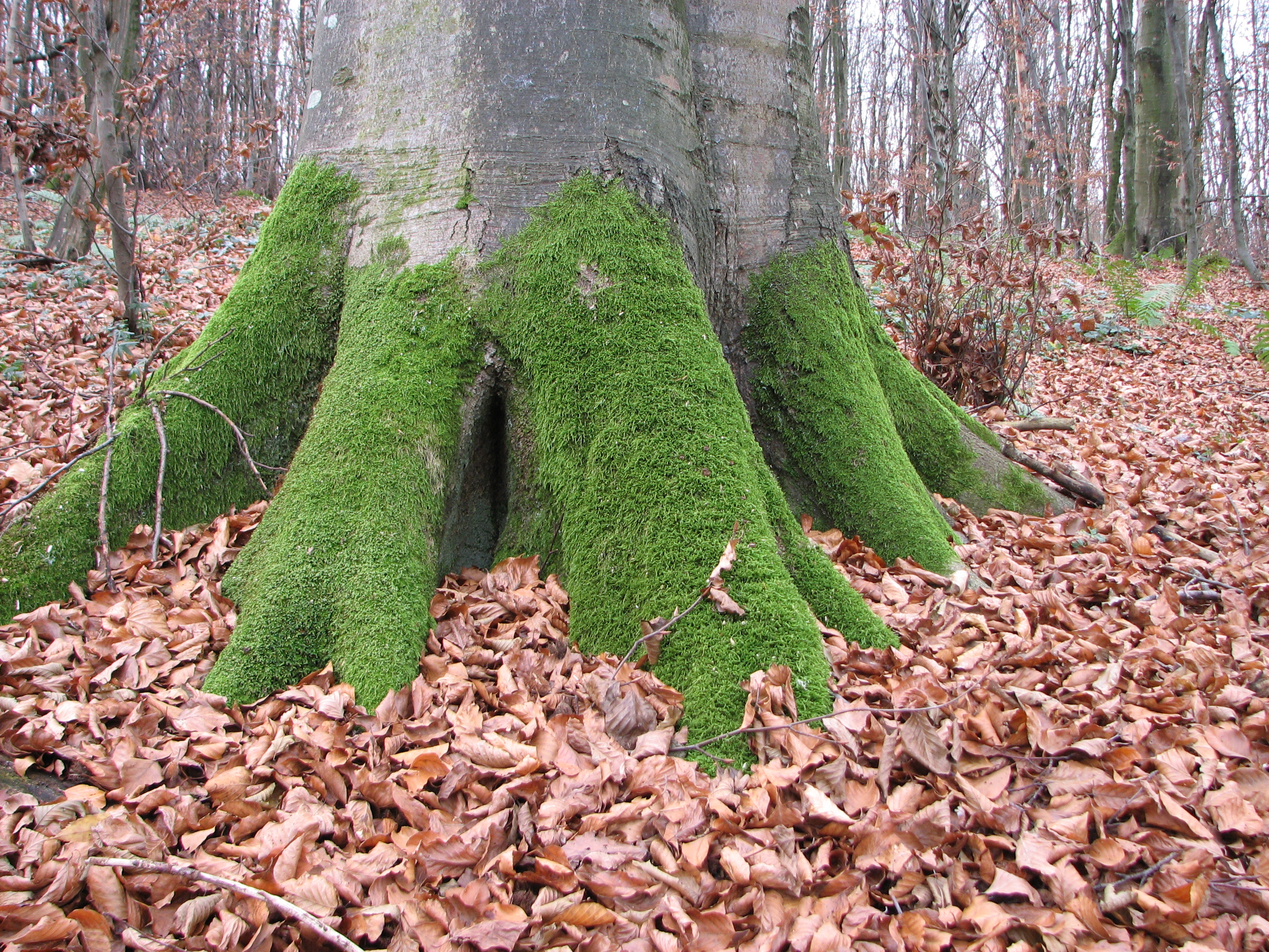 Tree roots with moss growing on them, picture 4