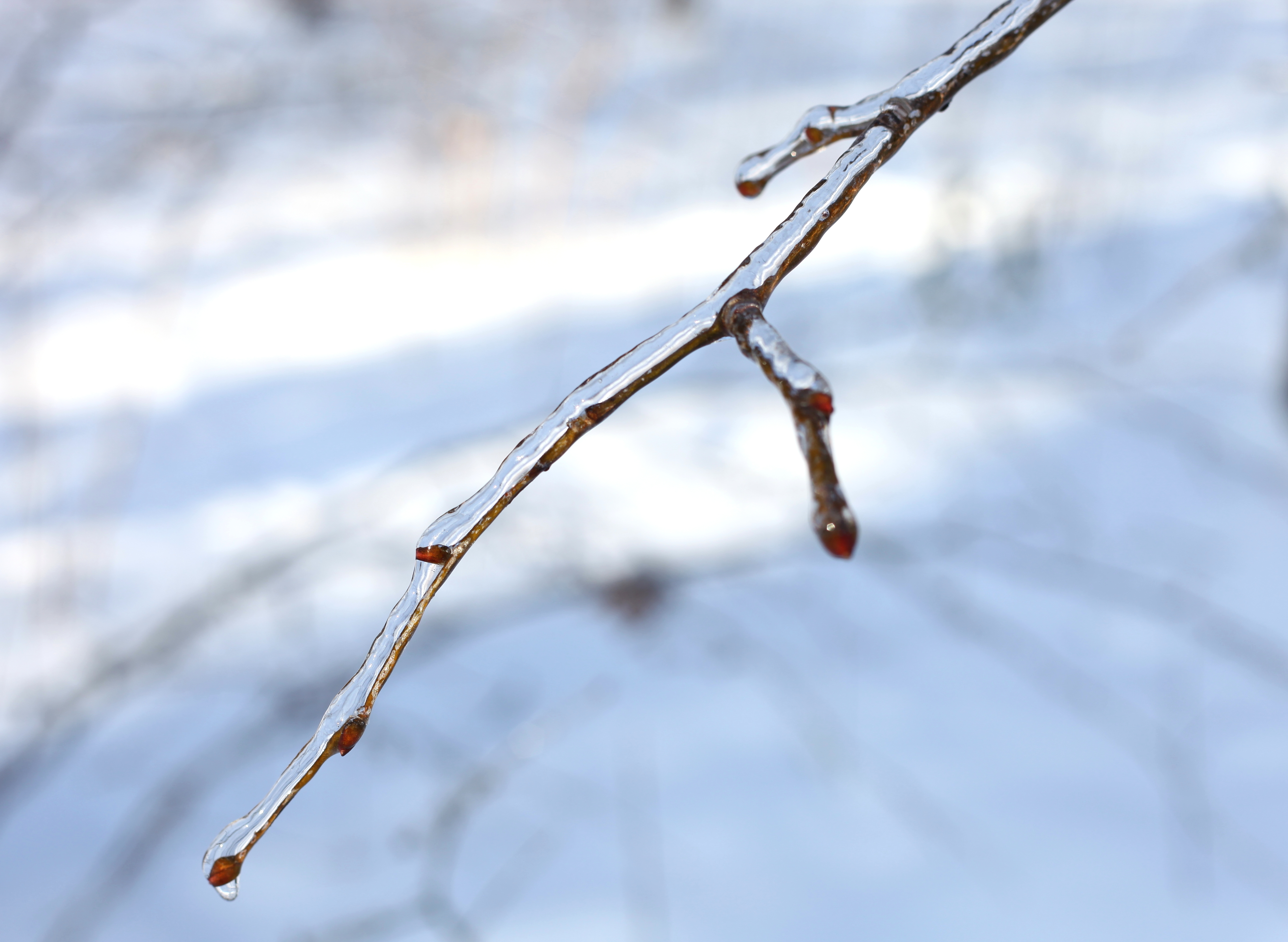 a branch covered with ice, photo 2