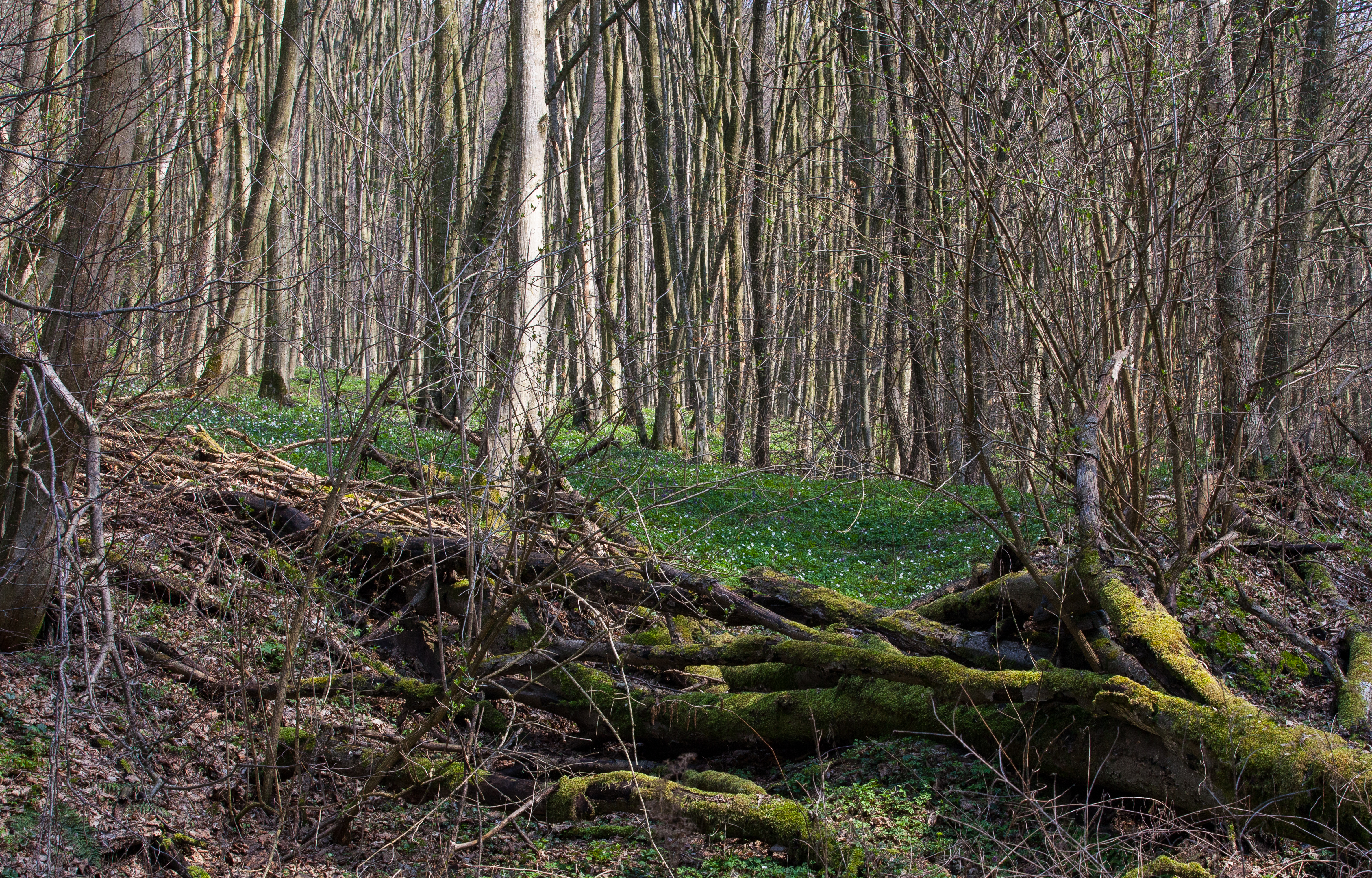 a forest in Lviv region of Ukraine in March 2014