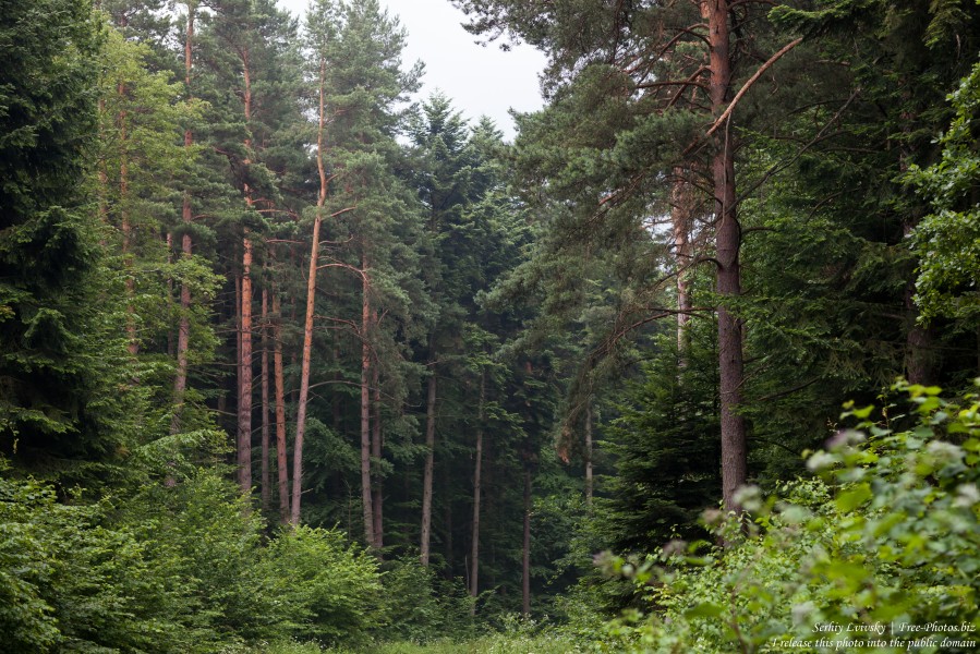 a forest in the south-east of Poland in July 2017, picture 2