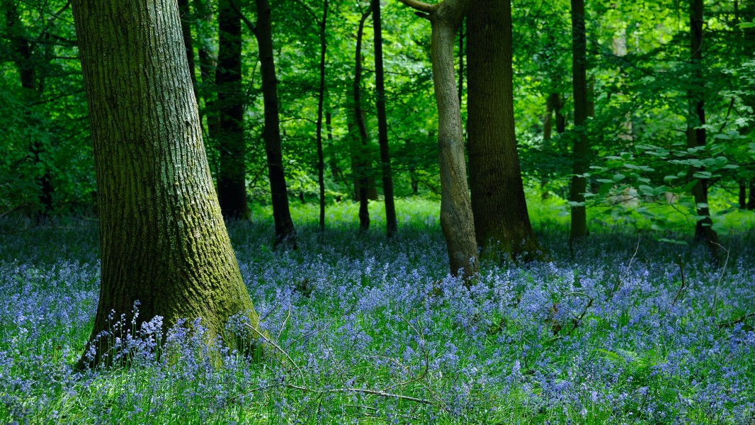 Bluebell Wood Forest of Dean