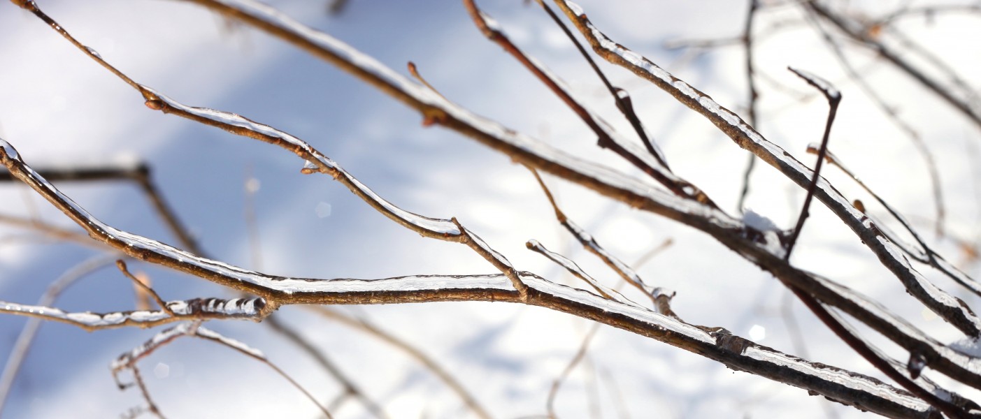 branches covered with ice, photo 1
