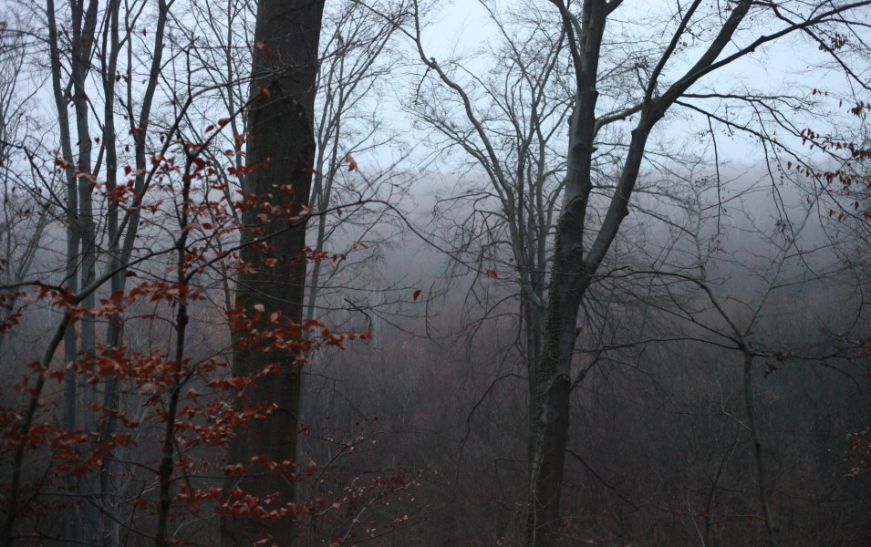 fog in the forest at nightfall in November in Lviv region, Ukraine, photo 1