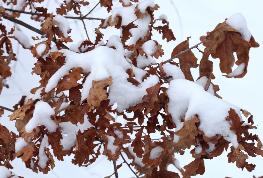 an oak tree dry leaves covered with snow