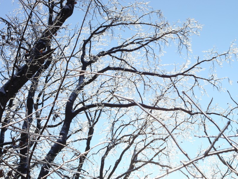 trees with their branches covered with ice, photo 3