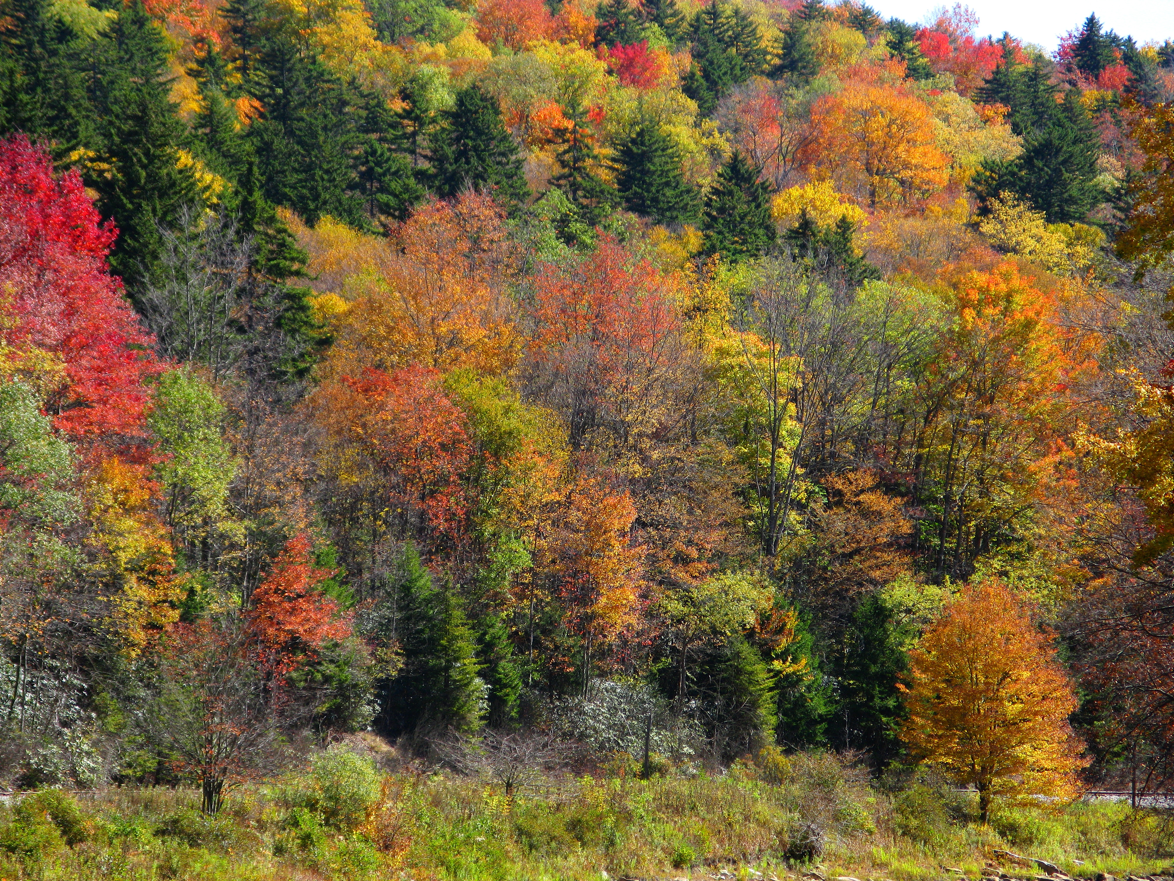 Shavers-fork-fall-foliage - West Virginia - ForestWander