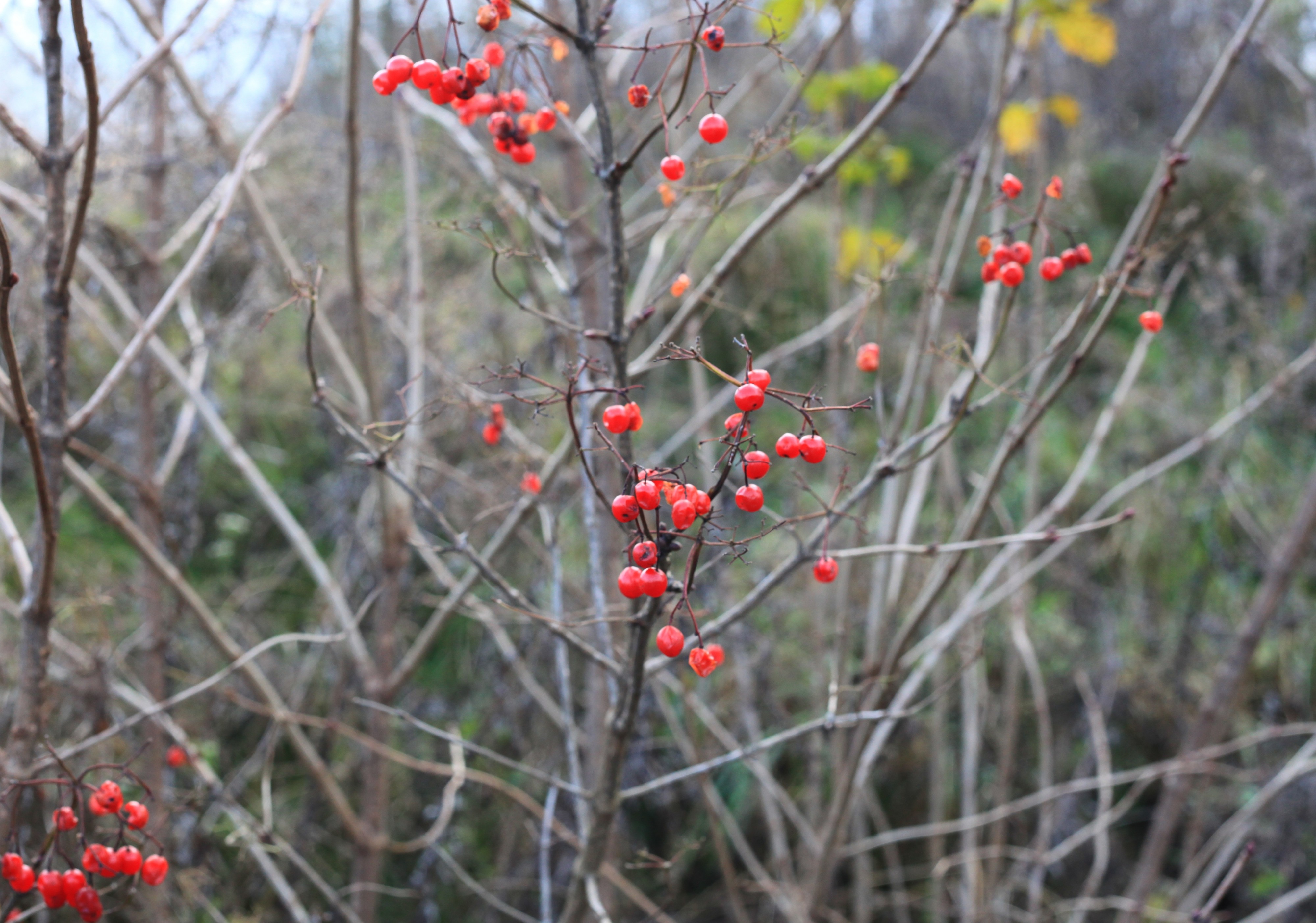 a bush of viburnum in November, Lviv region, Ukraine