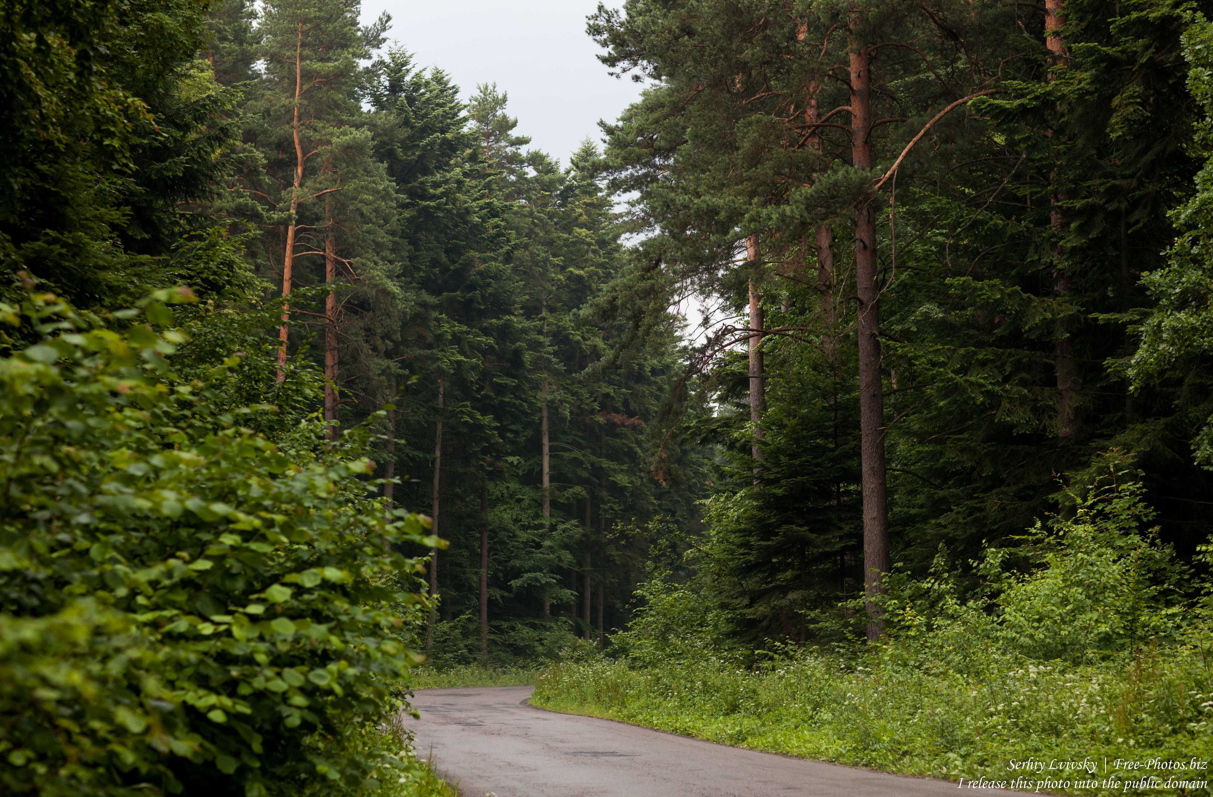 a forest in the south-east of Poland in July 2017, picture 1