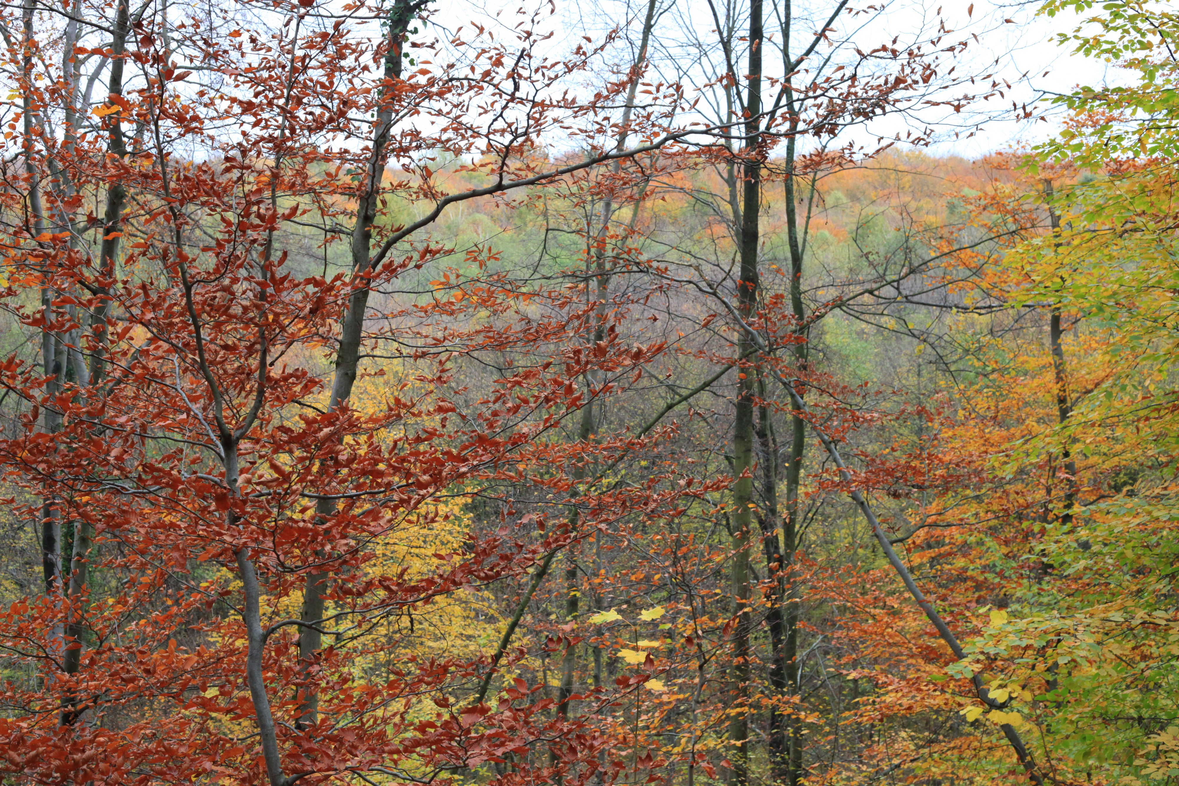forest in October, trees in gold, Lviv region, picture 1