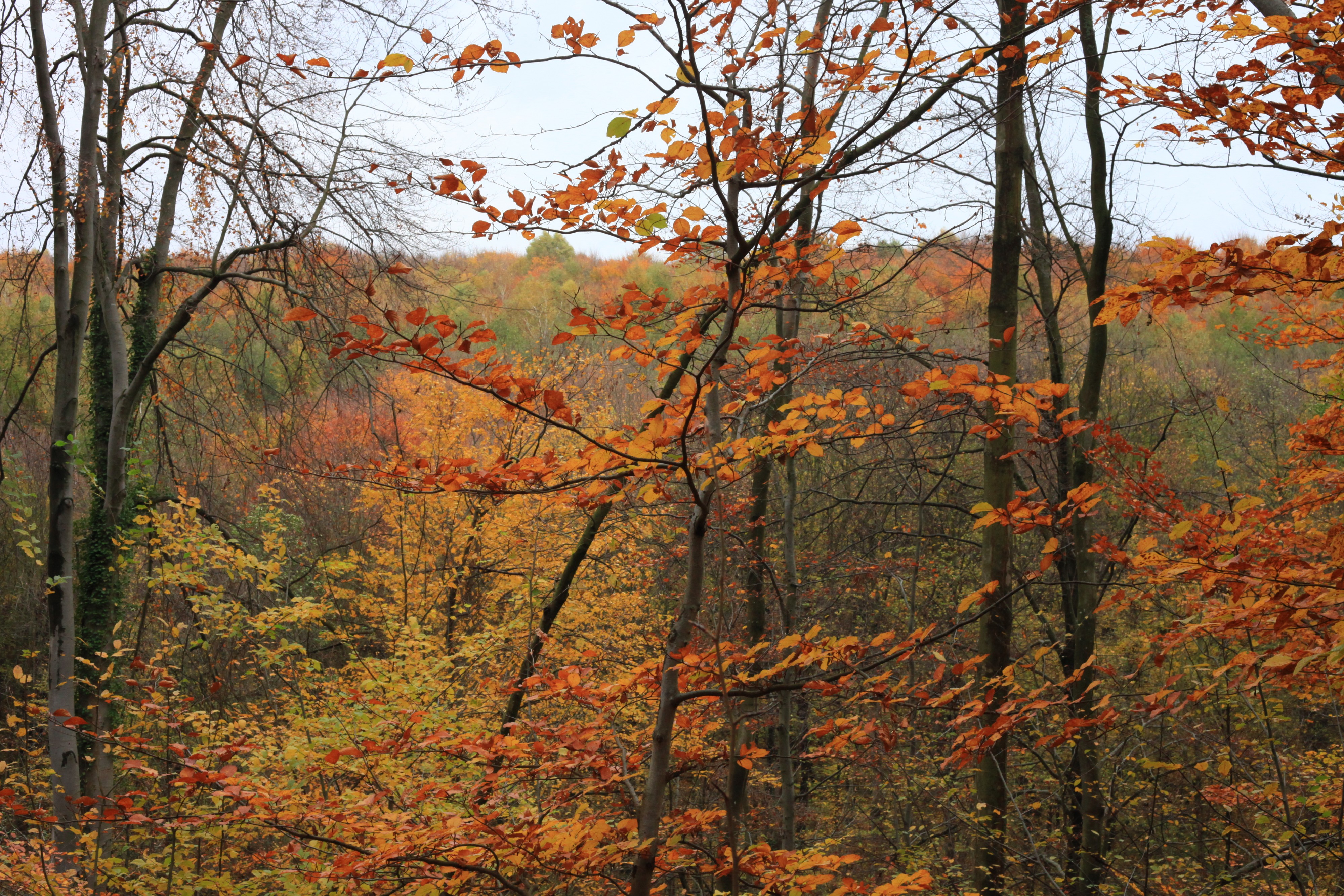forest in October, trees in gold, photo 2