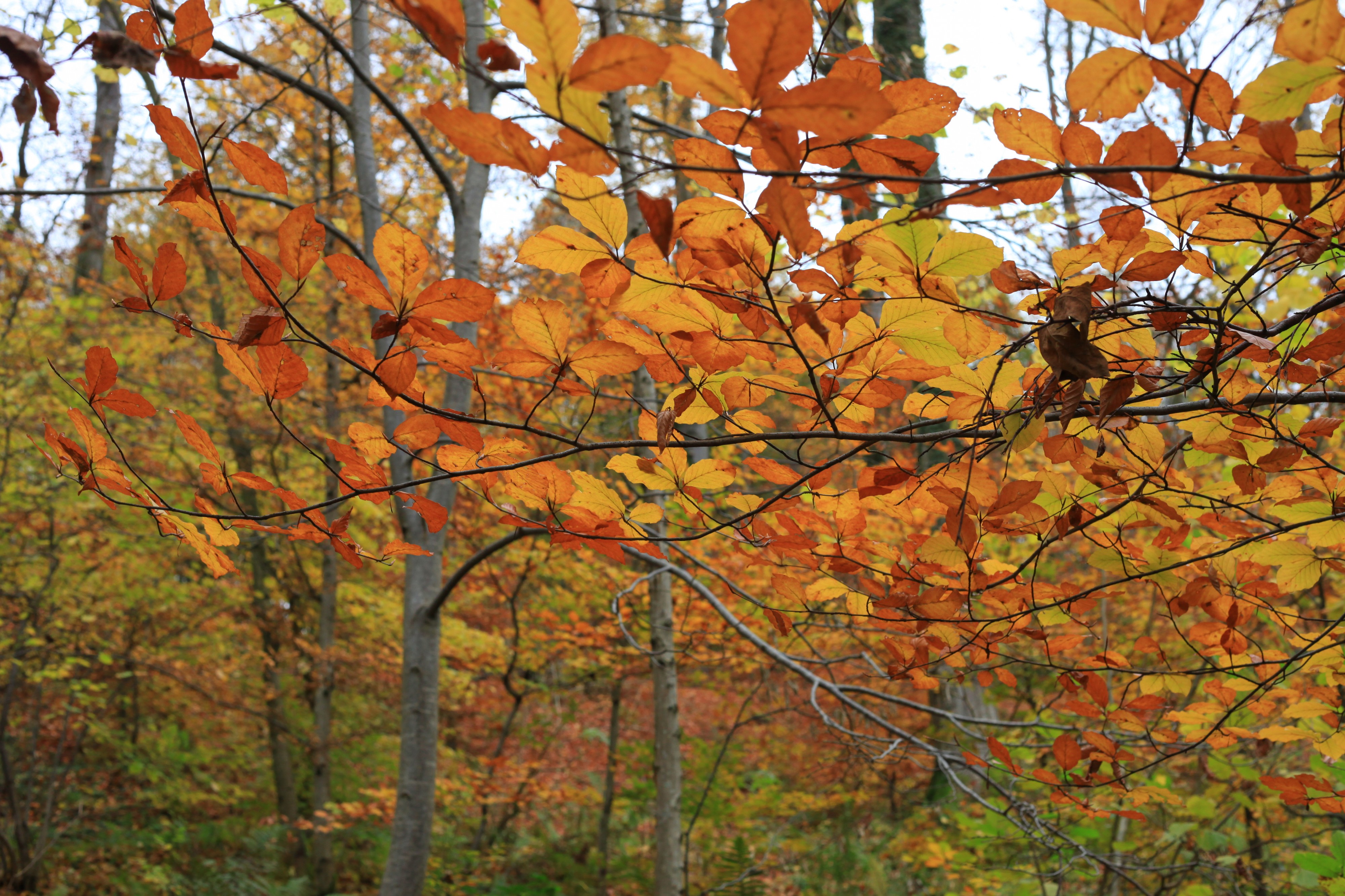 forest in October, trees in gold, Lviv region, Ukraine, photo 5