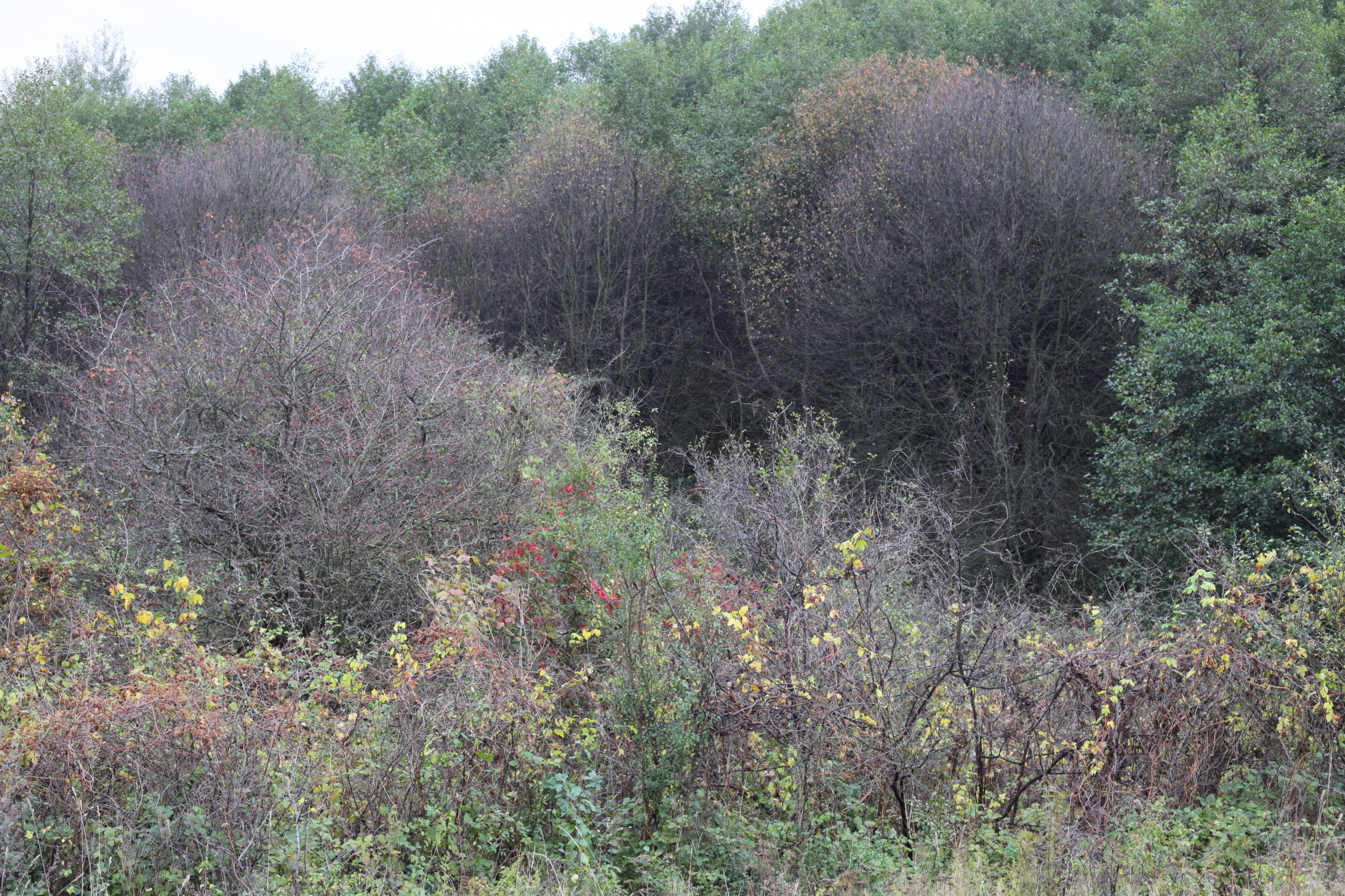 a landscape in the beginning of October 2012 in Lviv region of Ukraine