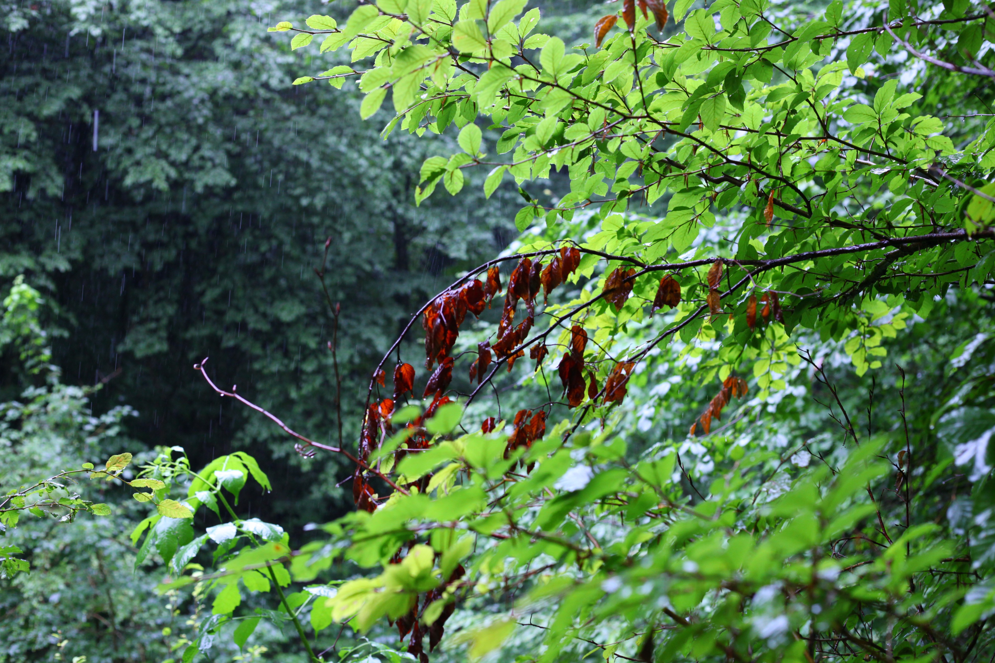 Rainy forest, picture 4