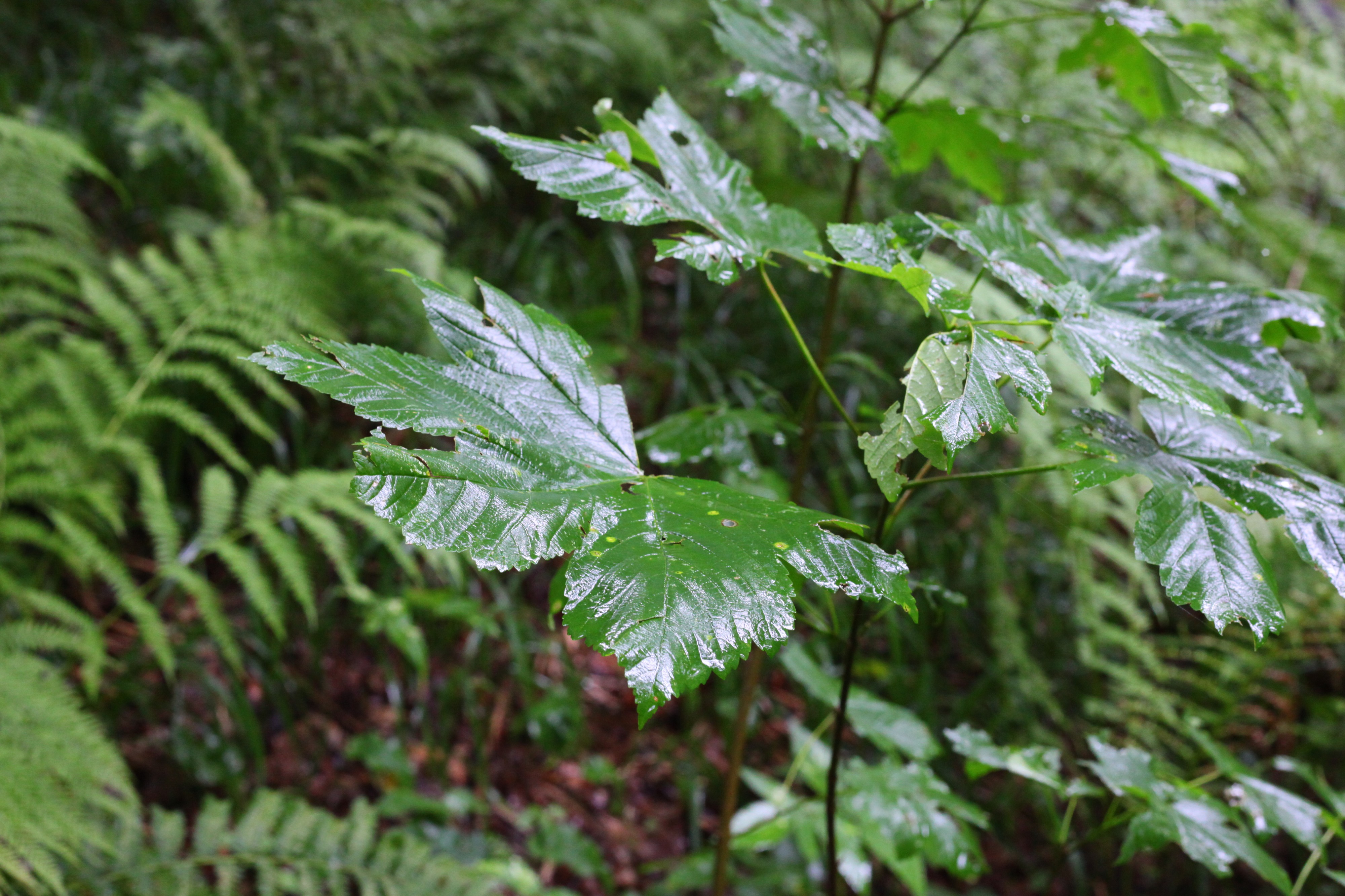 Rainy forest, picture 19