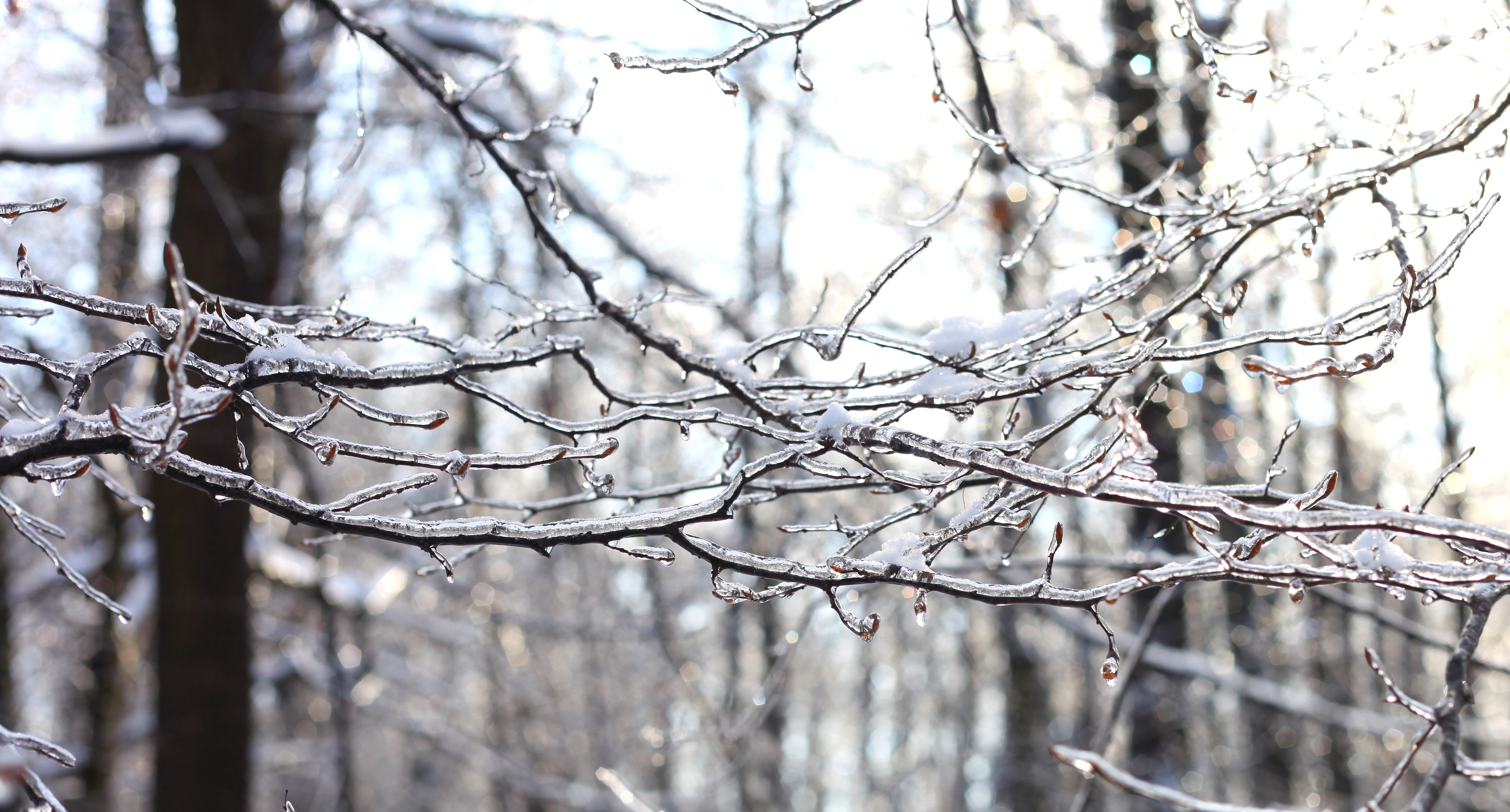 trees with their branches covered with ice, photo 2