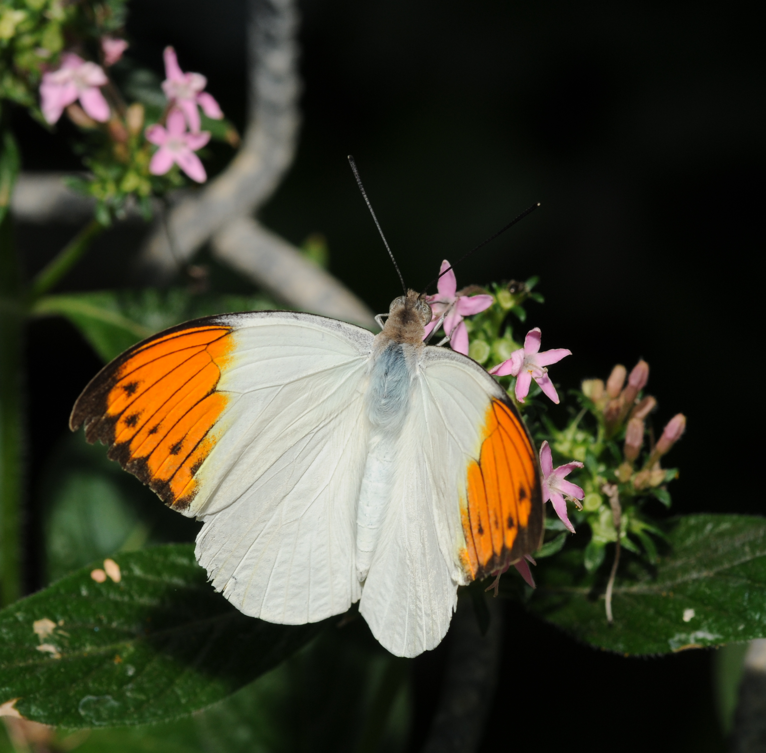 2011-04-25-lepidoptera-hunawihr-2