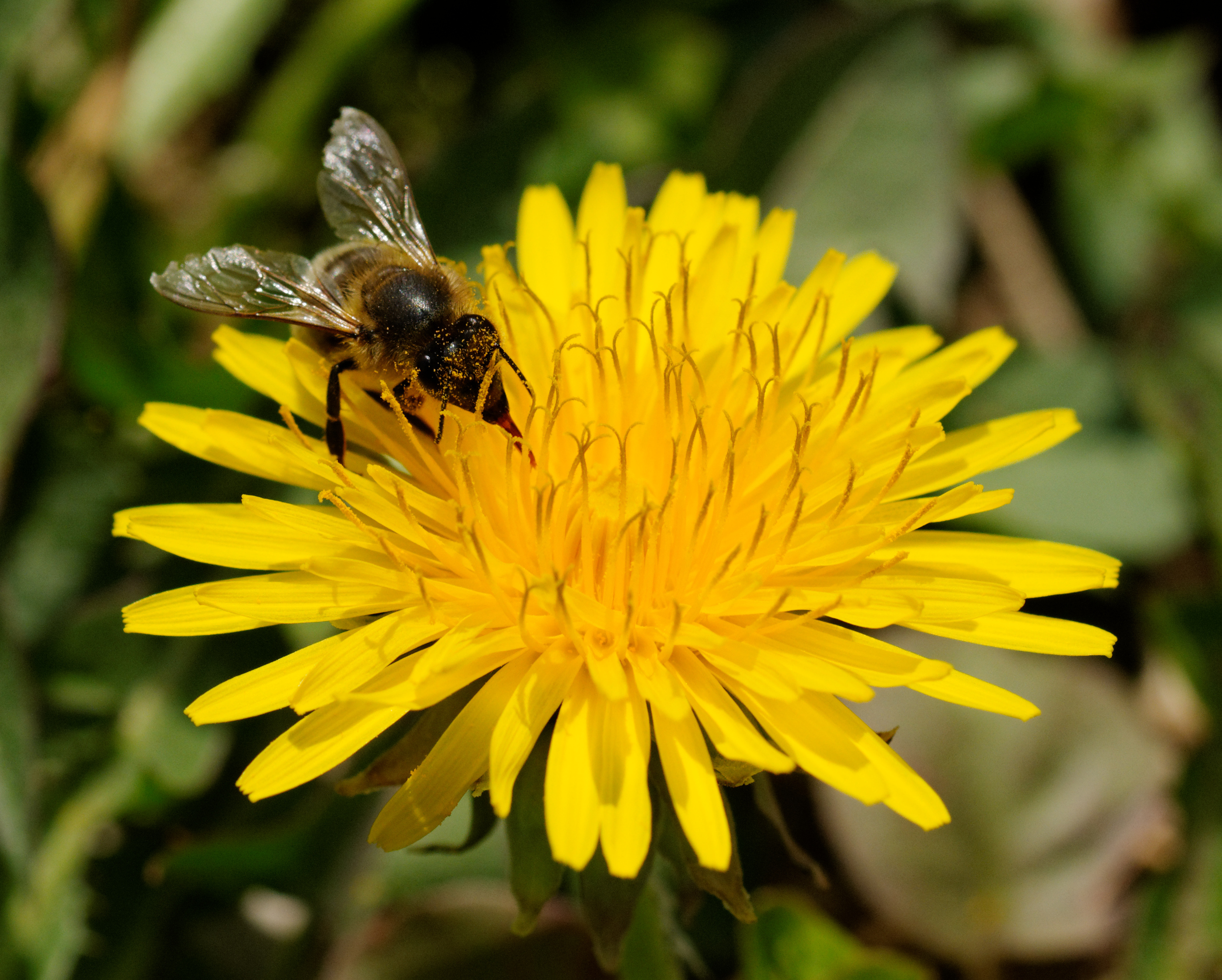 2014-04-01 12-47-47 abeille