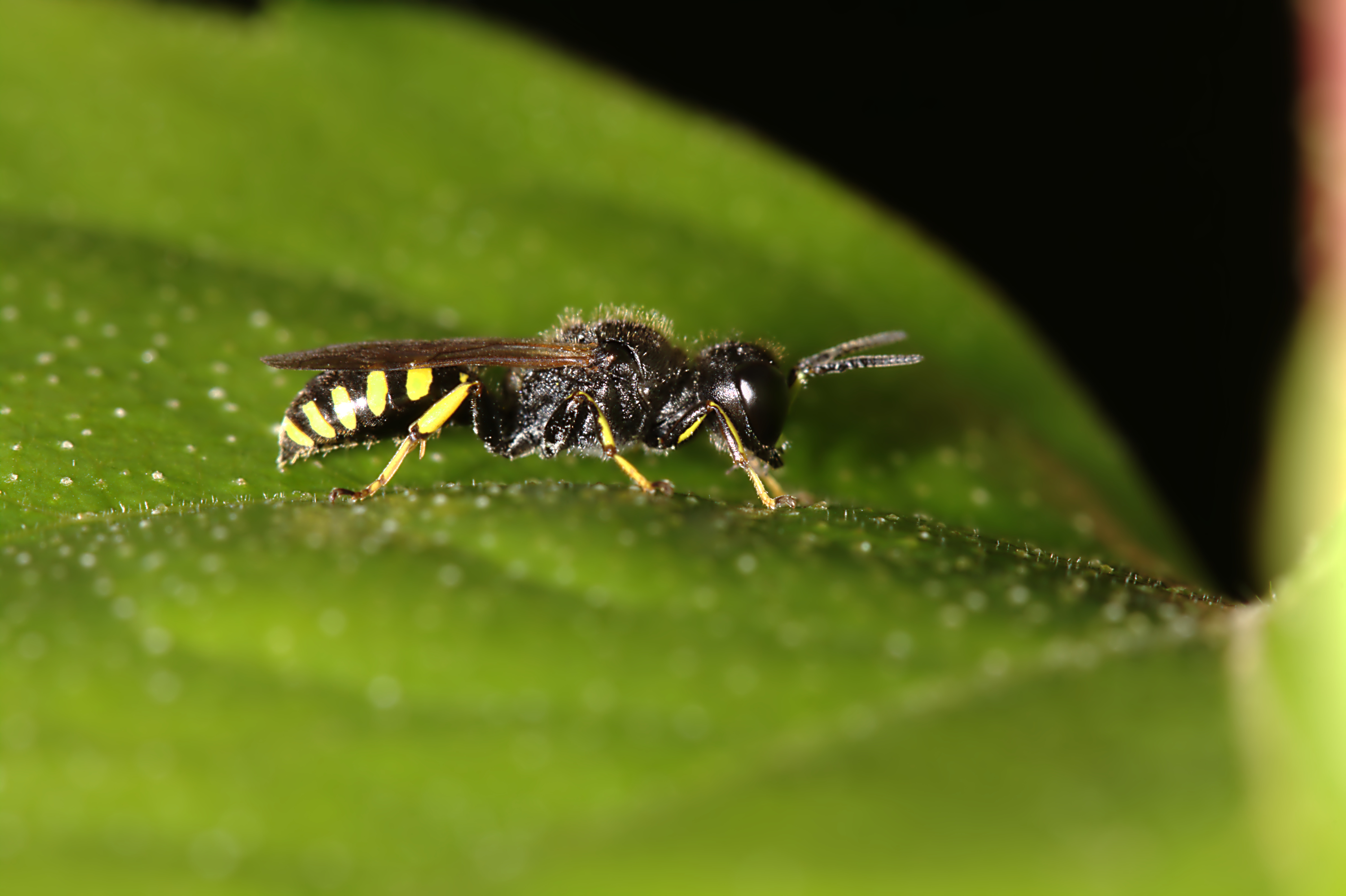 Årevinger (Hymenoptera) (4850285154)
