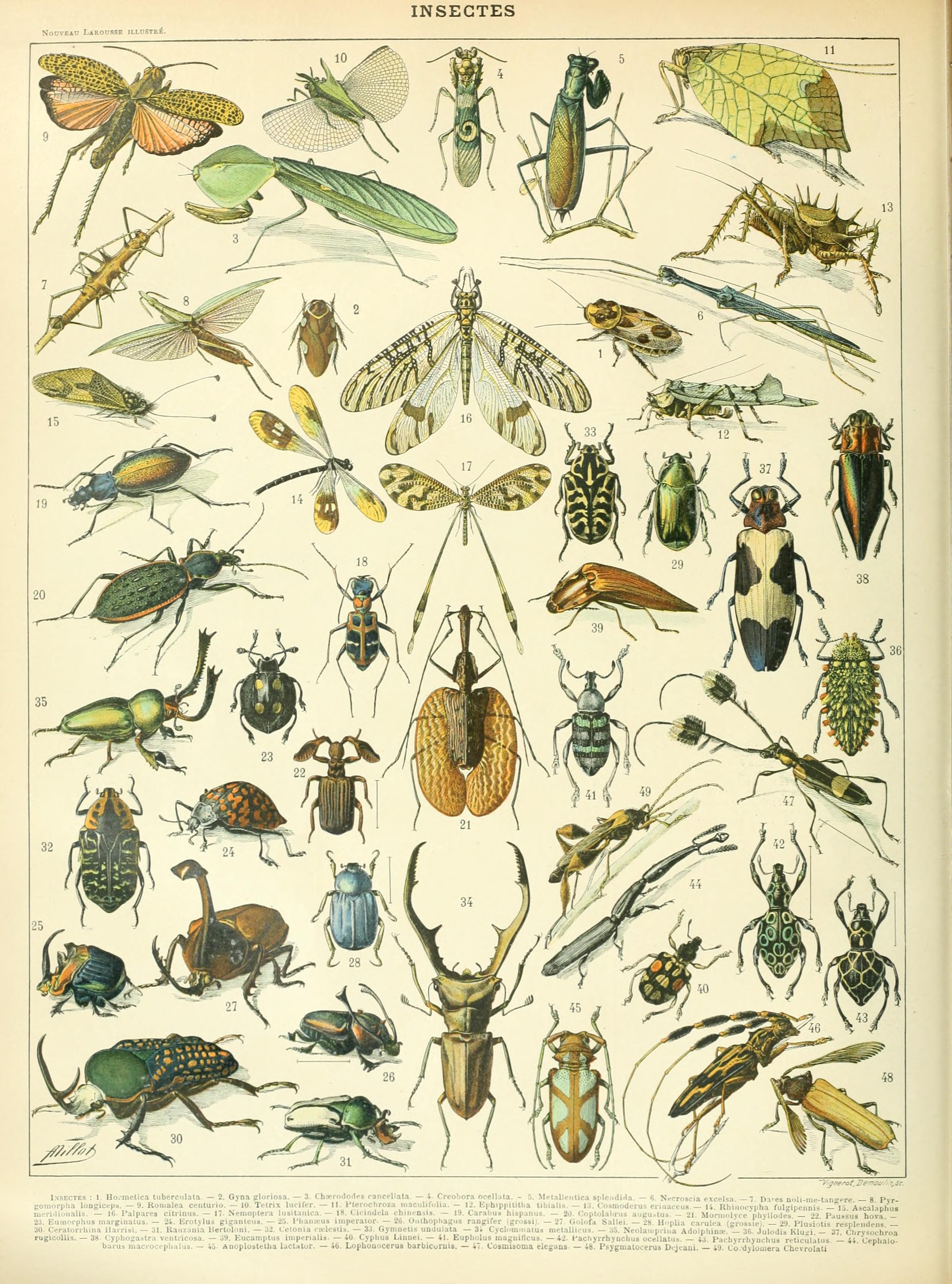 Adolphe Millot insectes A