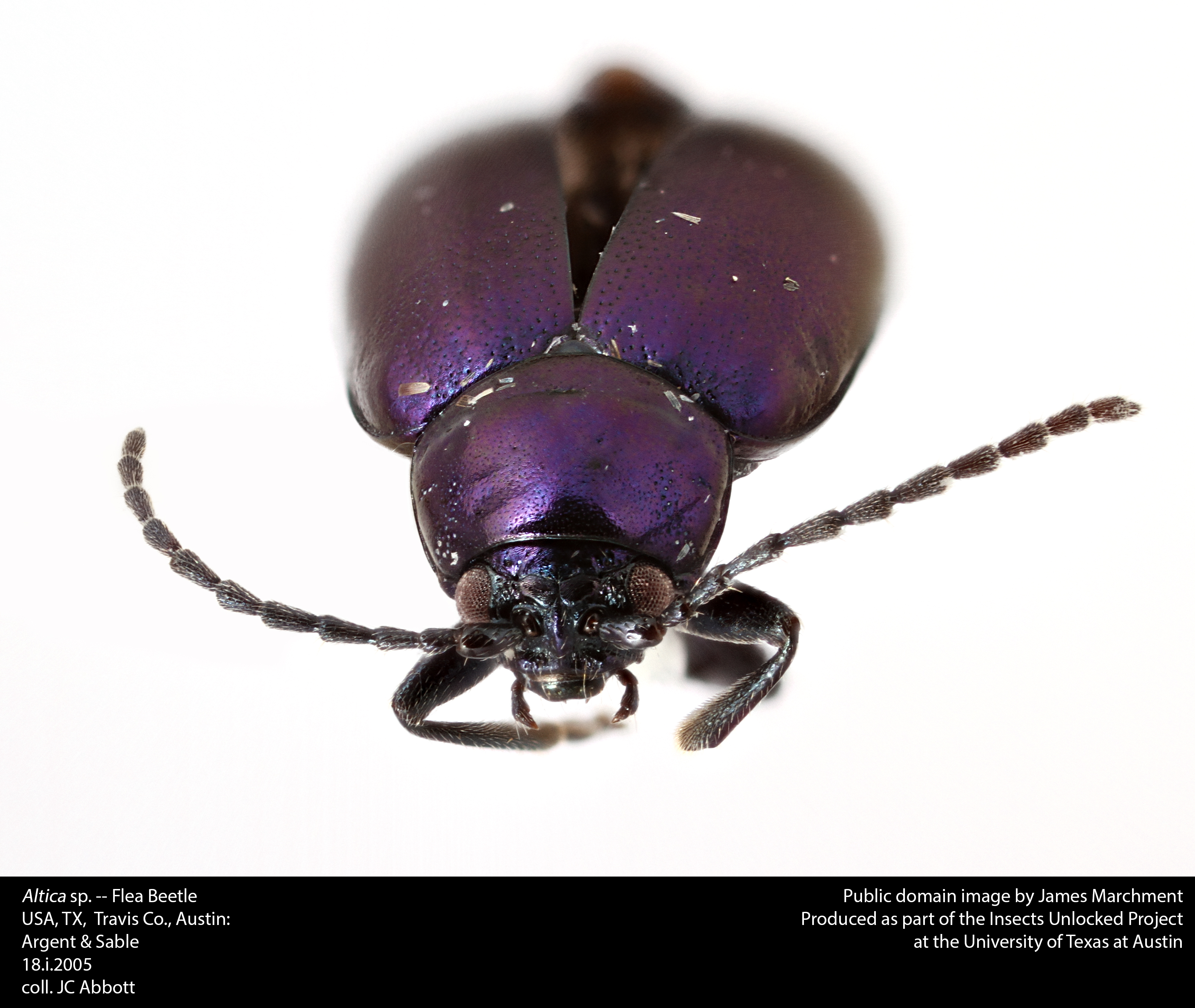 Altica sp. -- Flea Beetle (26644500544)
