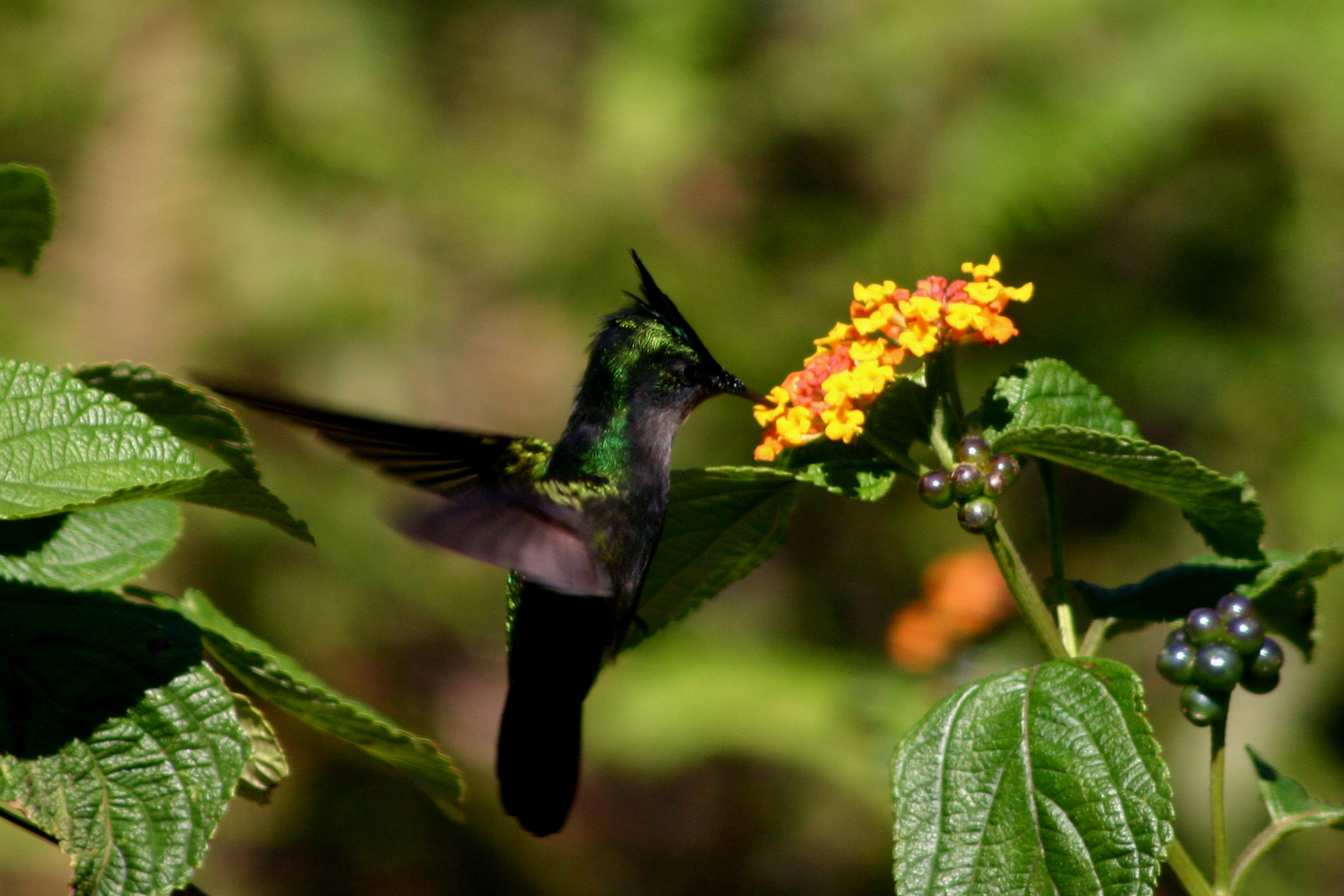 Antillean crested hummingbird feeding
