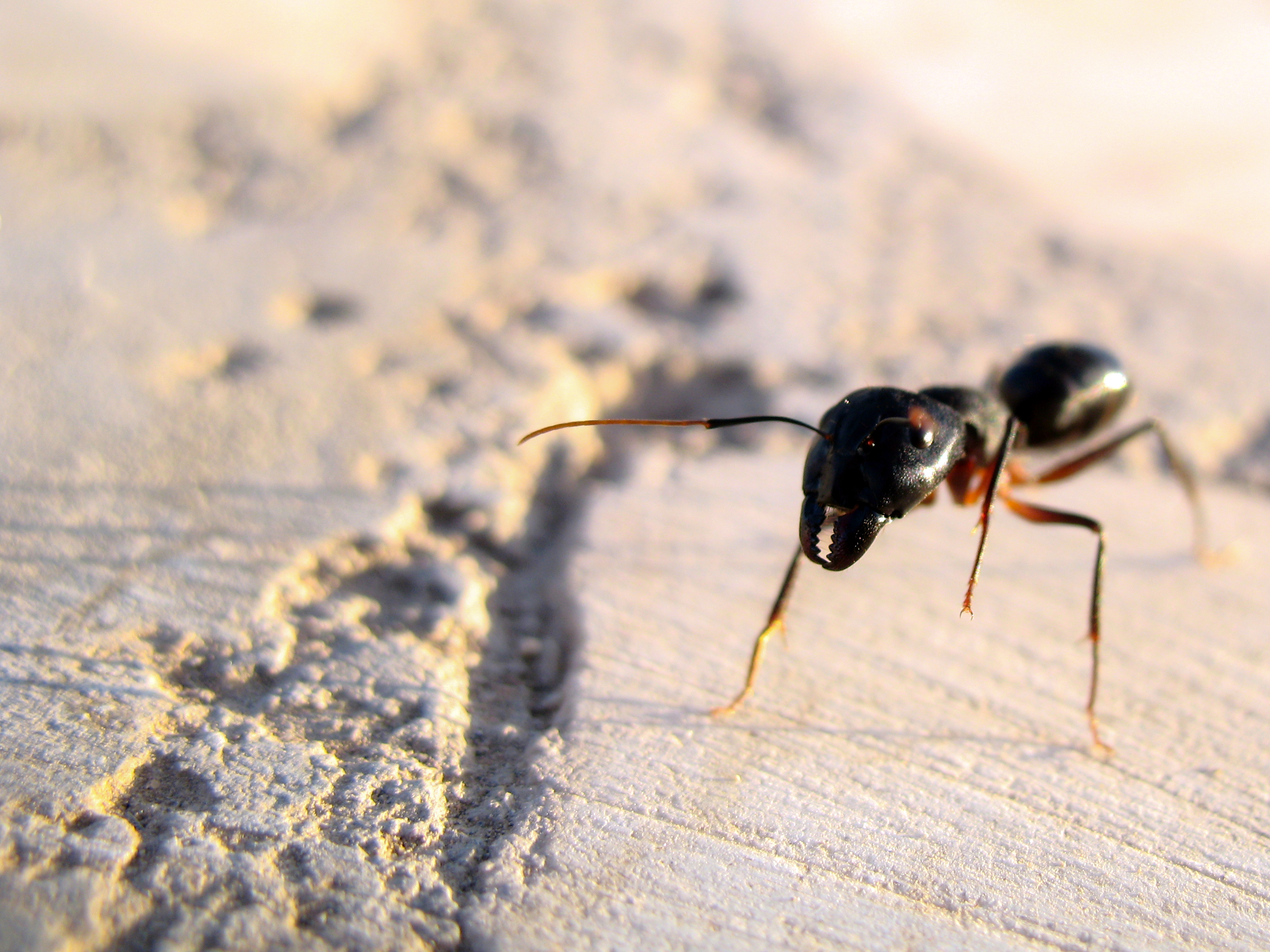 Ants of iran مورچه های ایرانی- عکس نمای نزدیک- ماکرو 03