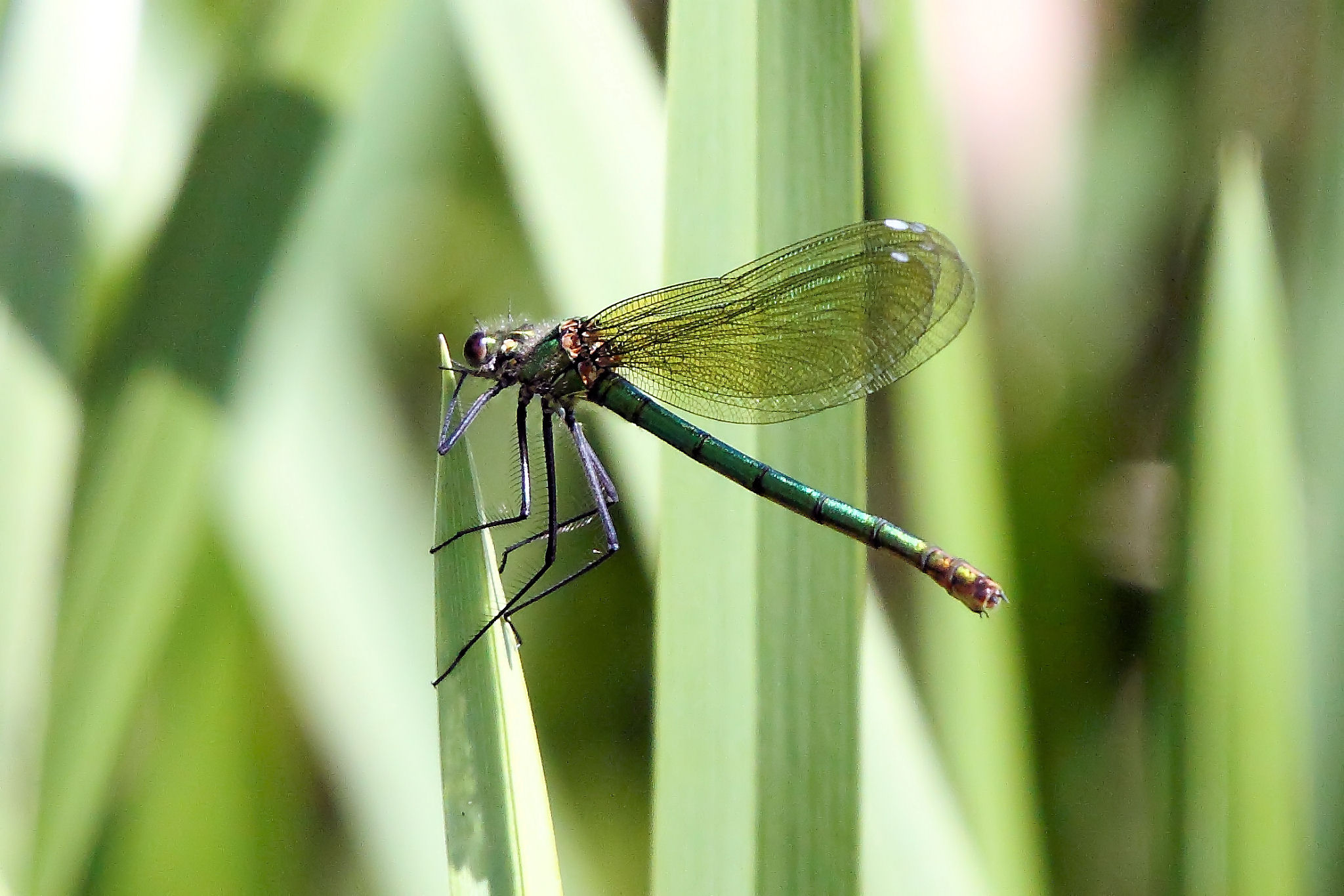 Banded Demoiselle - Harold Country Park 2010 (4632092167)