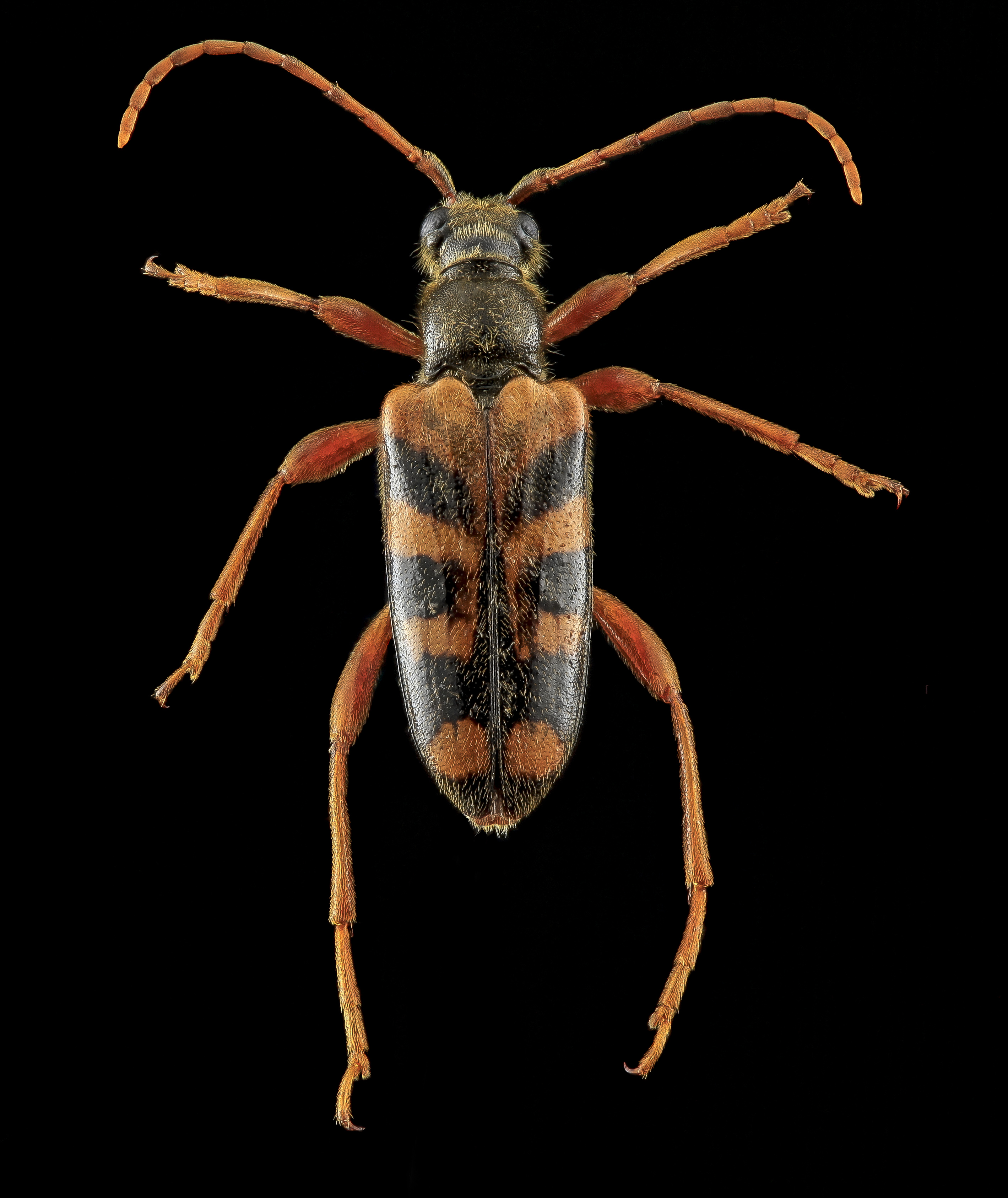 Beetle, U, Back, MD, Laurel 2013-06-27-14.36.37 ZS PMax (9166656711)