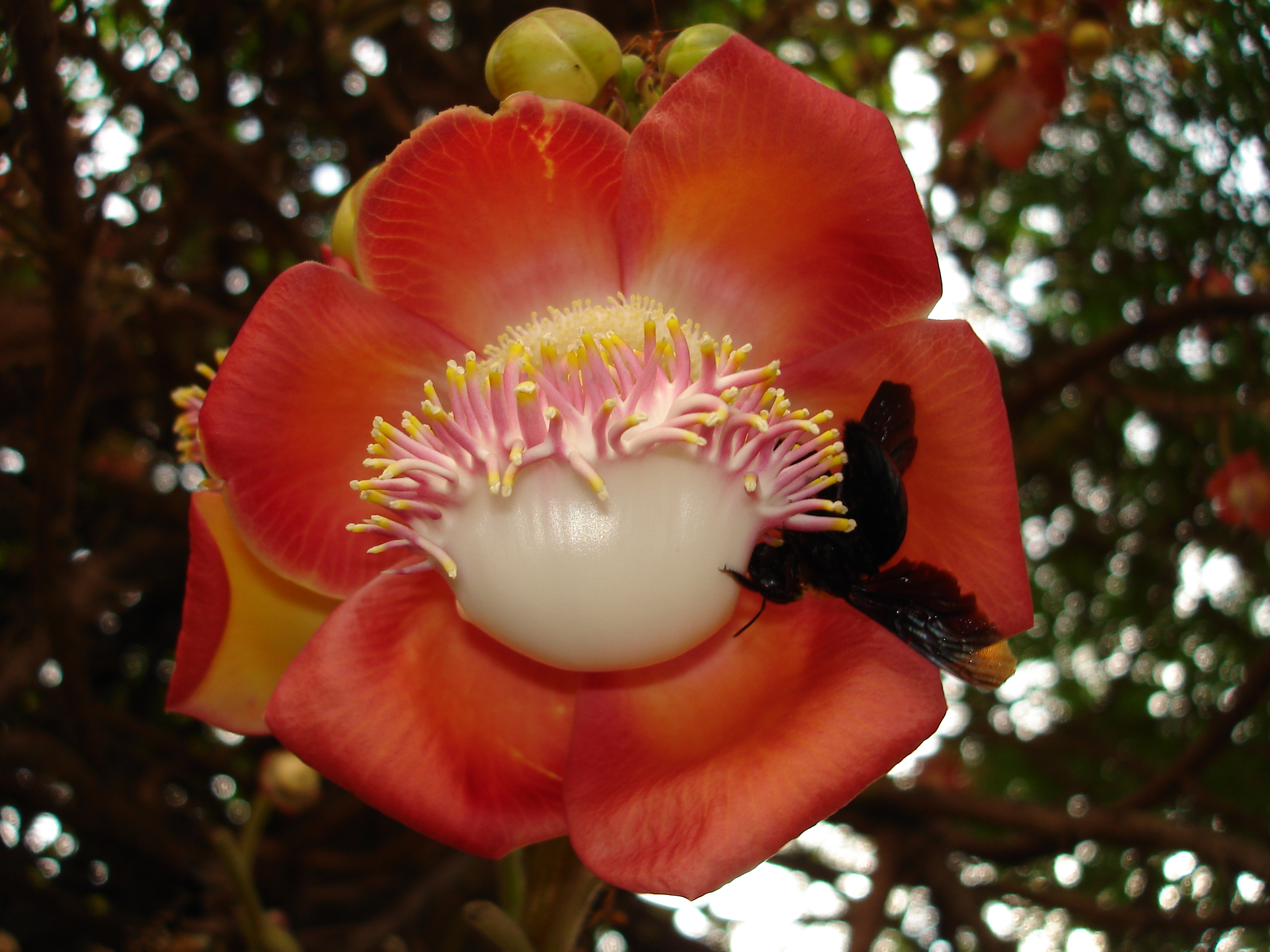 Beetle on flower,coimbatore - panoramio