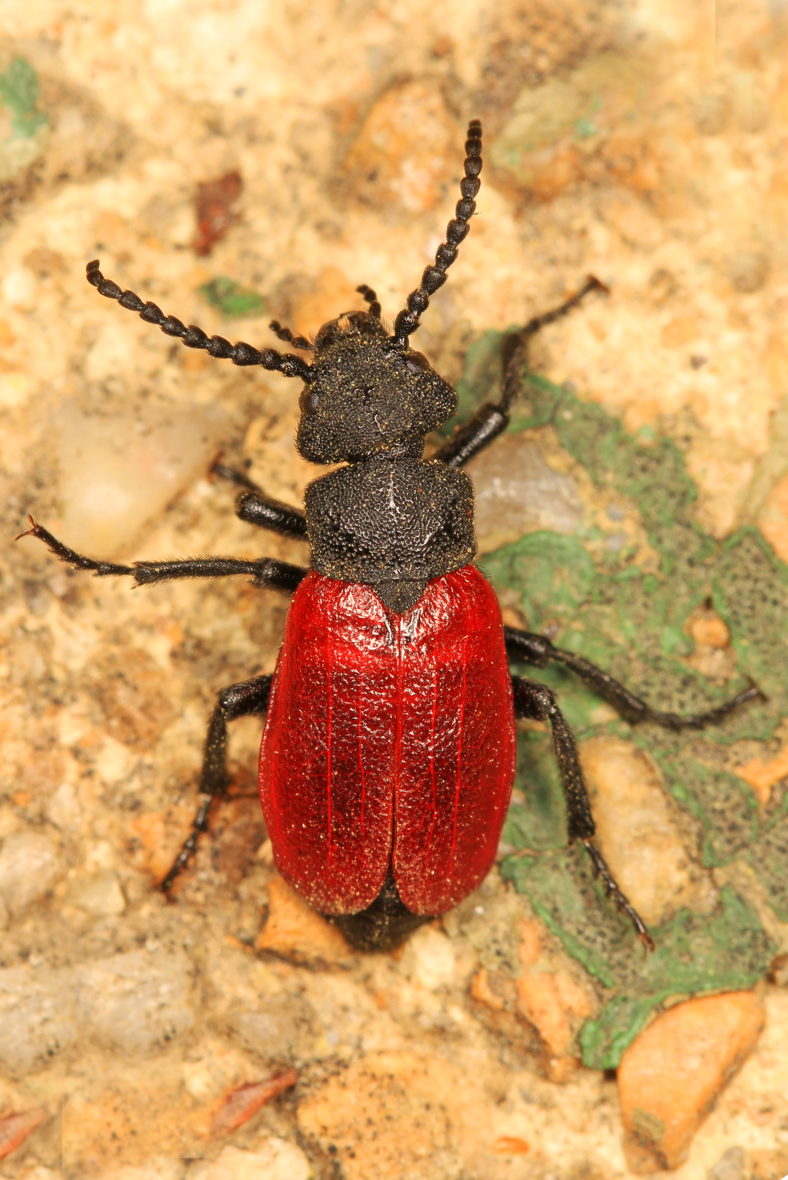 Blister Beetle - Tricrania sanguinipennis, Woodbridge, Virginia - 17017513298